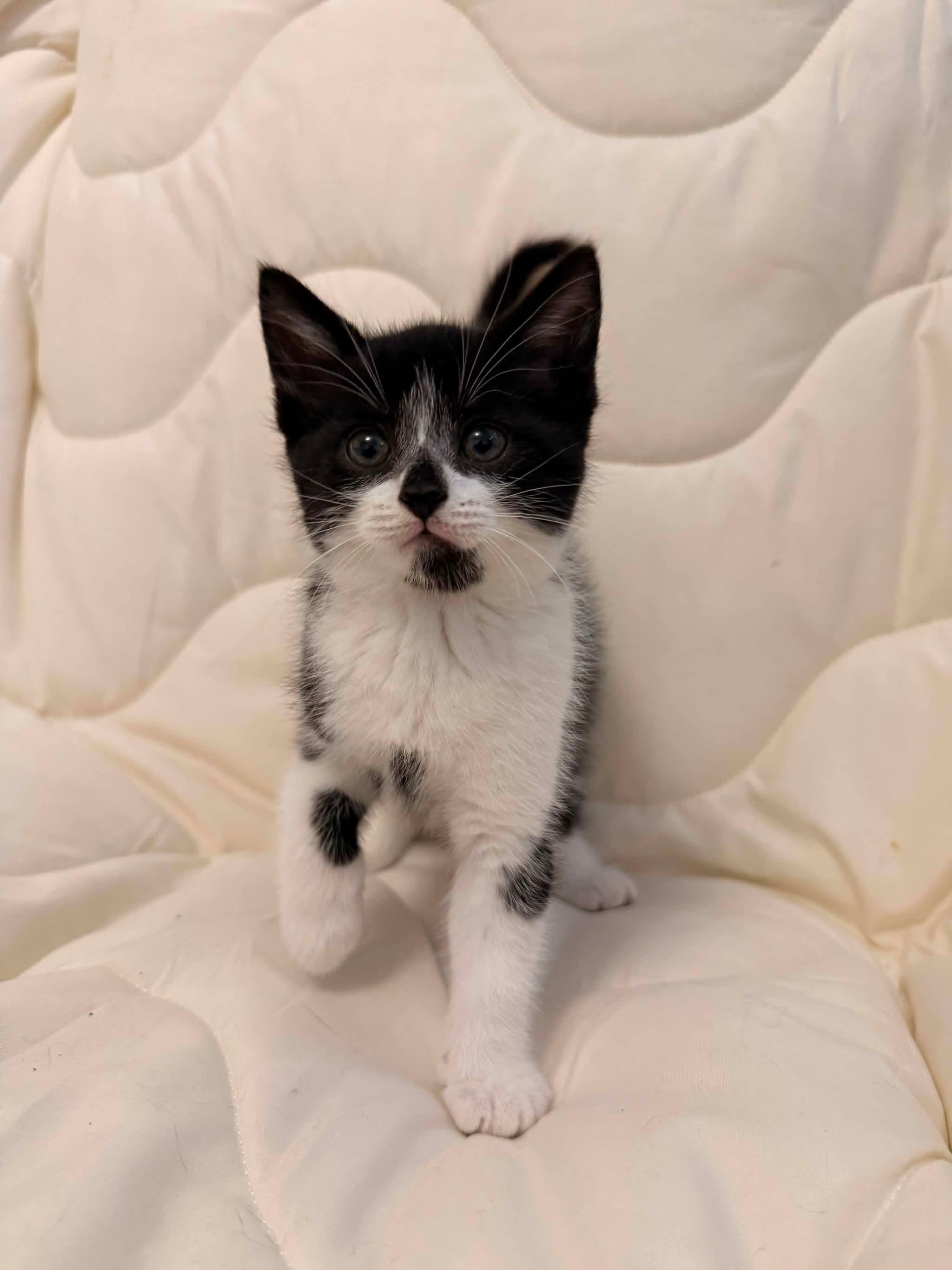 MISDEMEANOR, an adopted Domestic Short Hair in Tillsonburg, ON image 2/3
