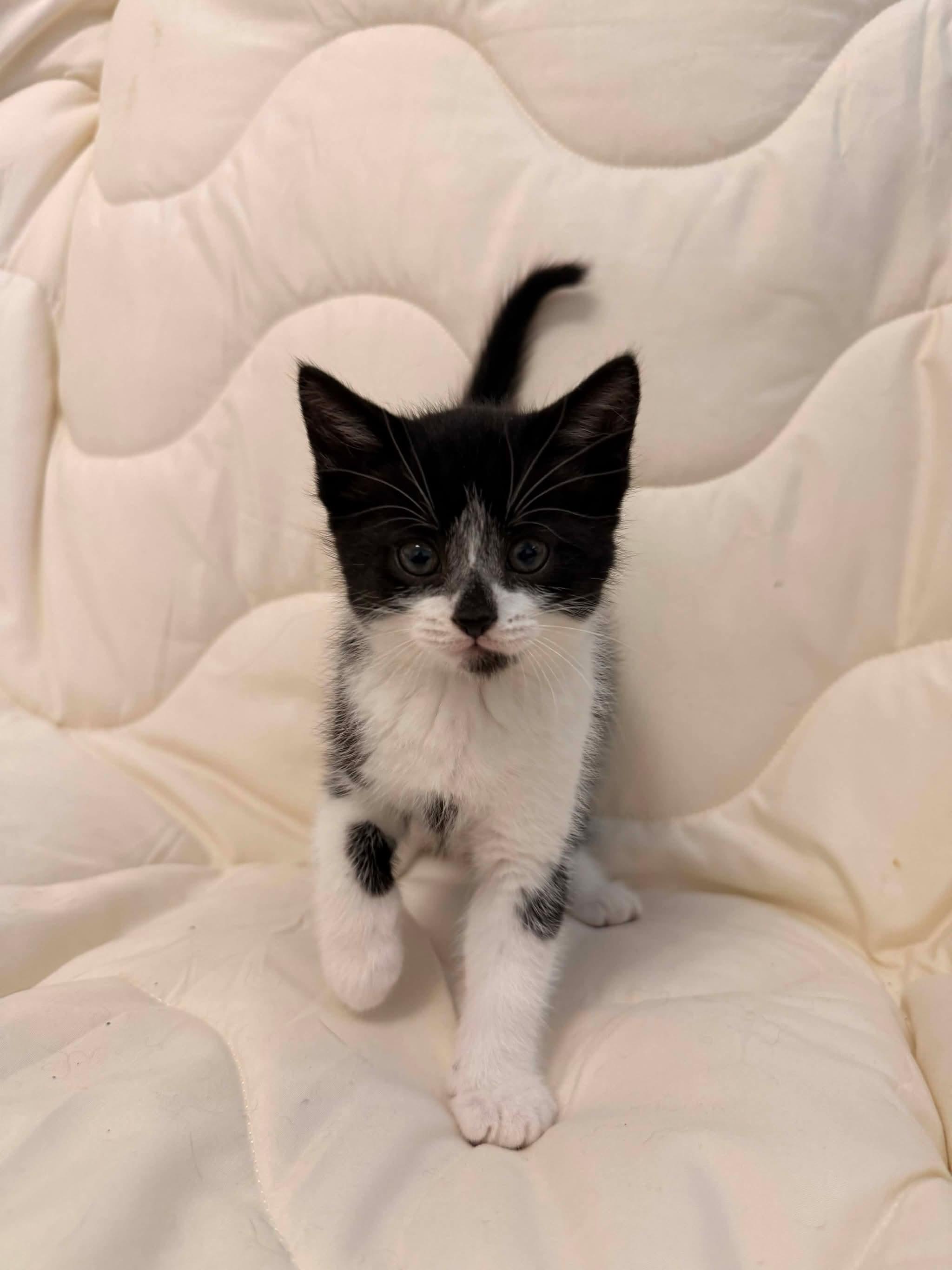 MISDEMEANOR, an adopted Domestic Short Hair in Tillsonburg, ON image 3/3