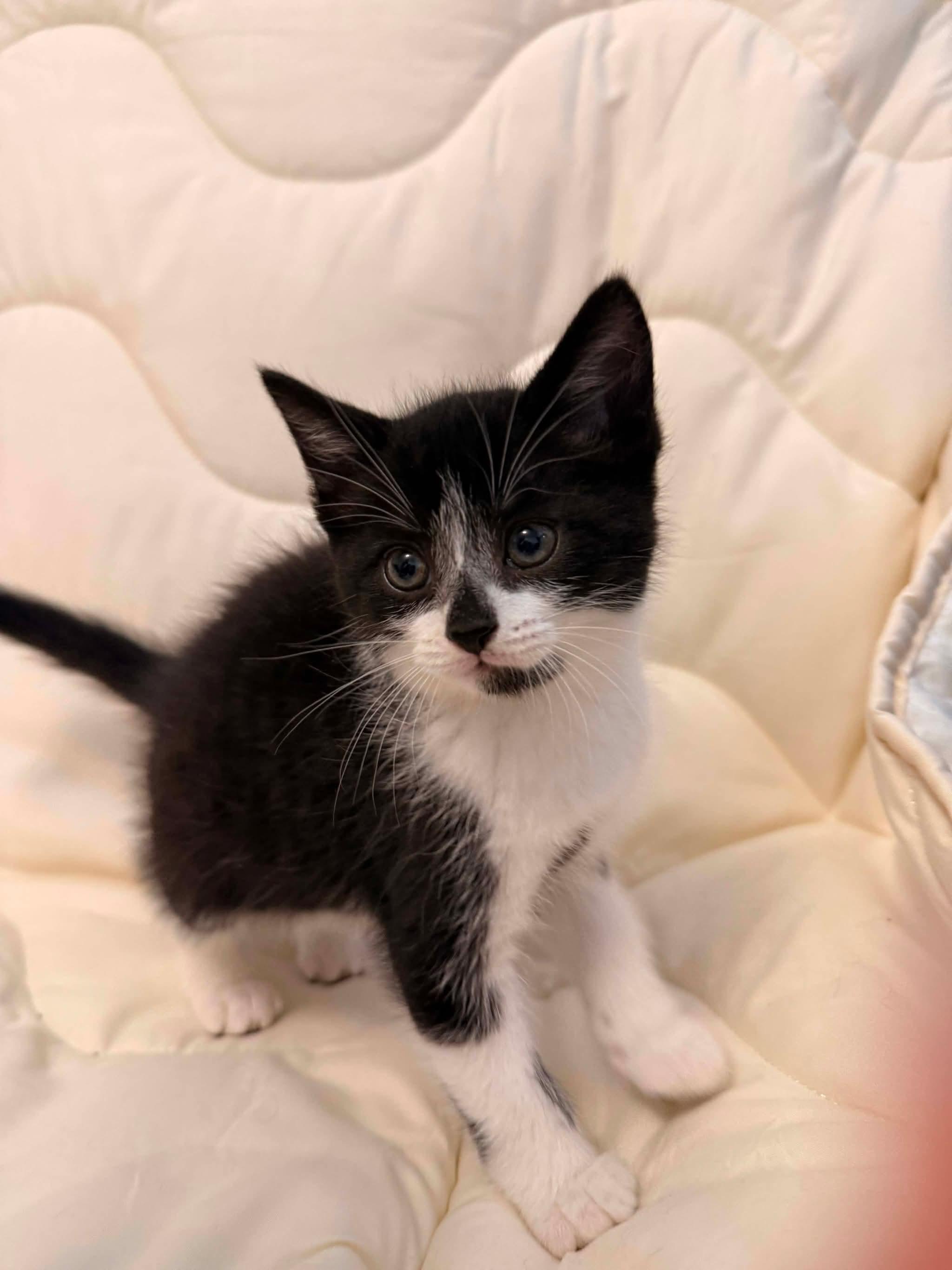 MISDEMEANOR, an adopted Domestic Short Hair in Tillsonburg, ON image 1/3
