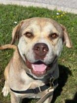 Dan, ADOPTABLE, Adult Male Bulldog.
