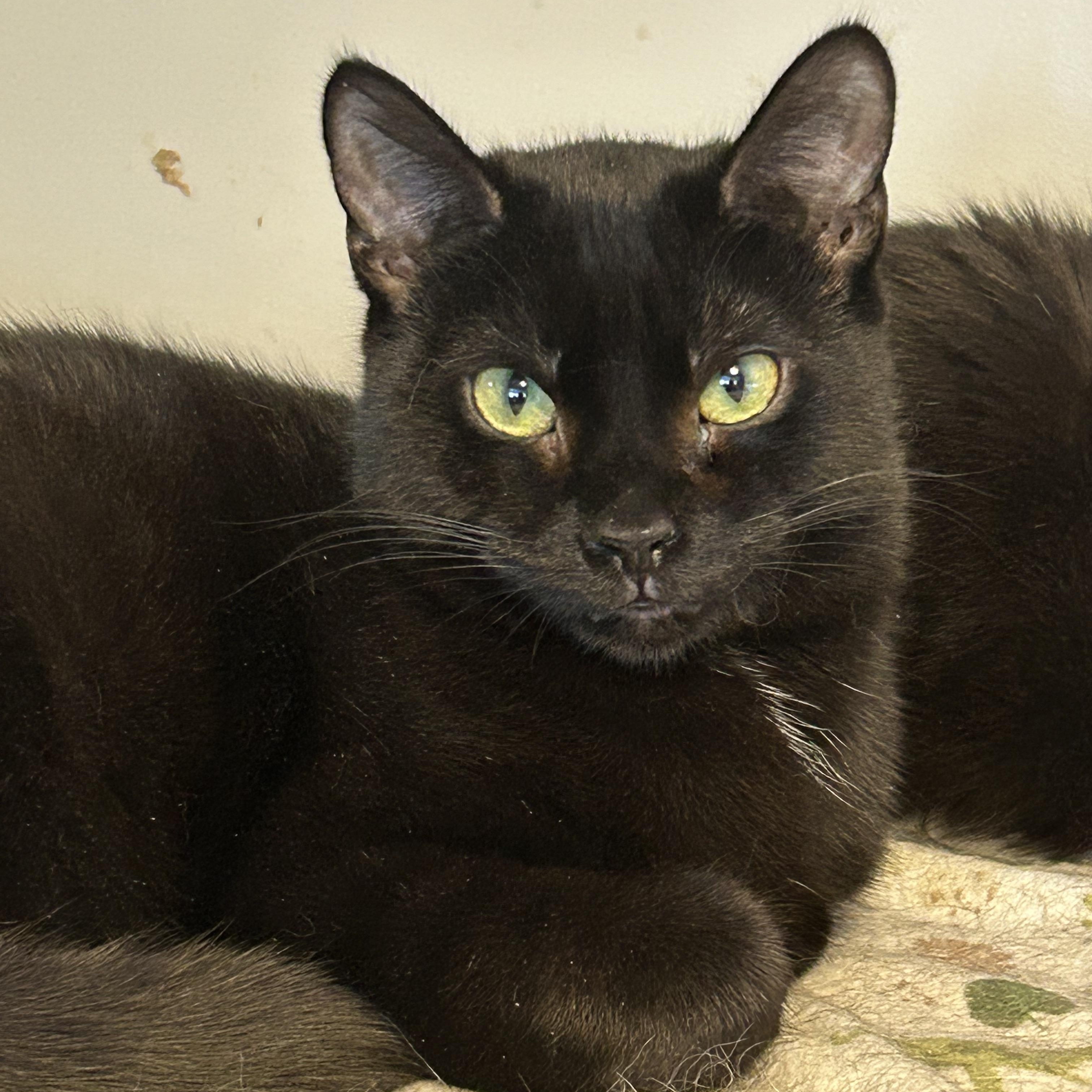 Enlarge Kade, a Adoptable mixed breed in Fredericton, NB image 3/6