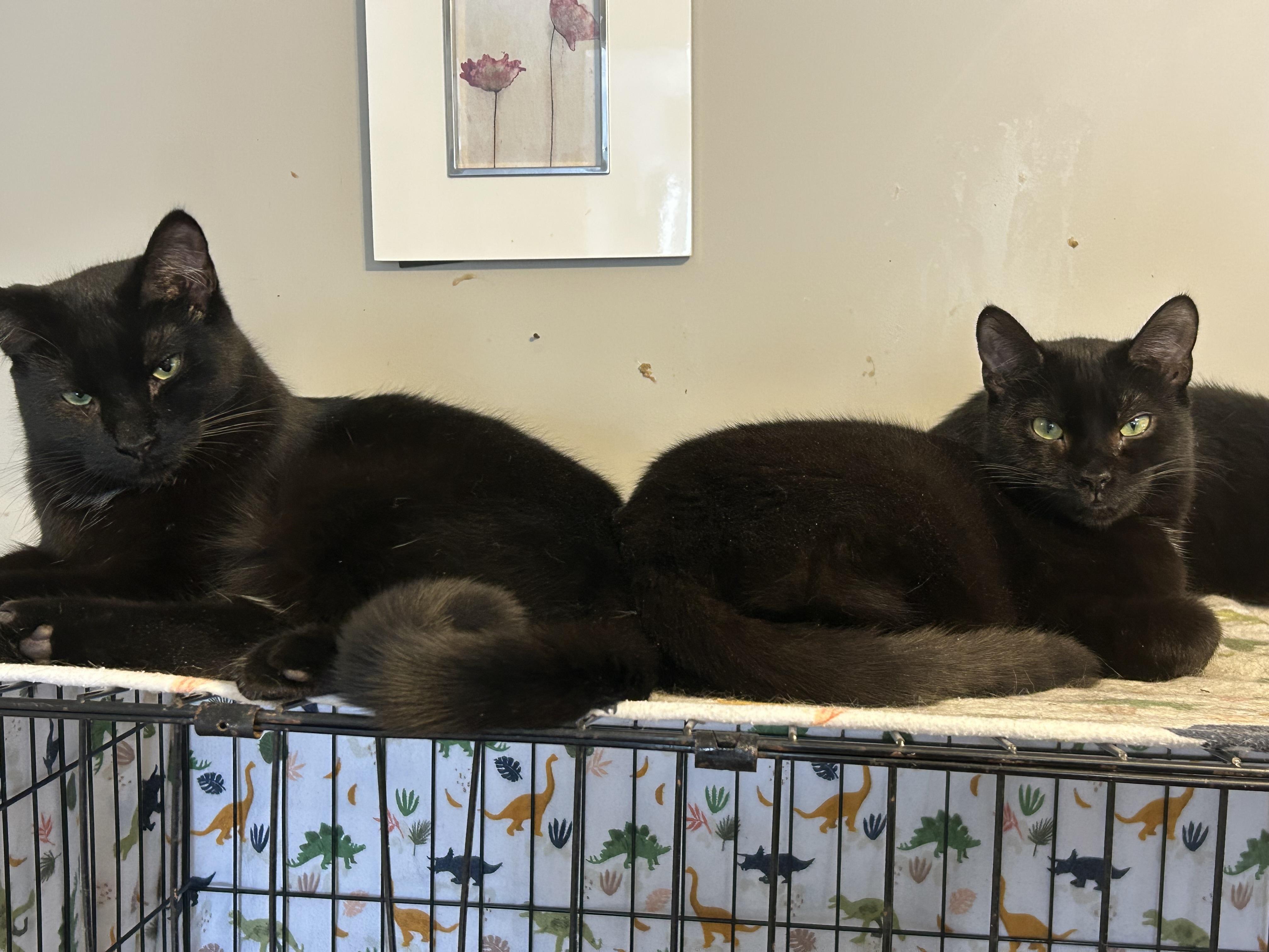 Enlarge Kade, a Adoptable mixed breed in Fredericton, NB image 4/6