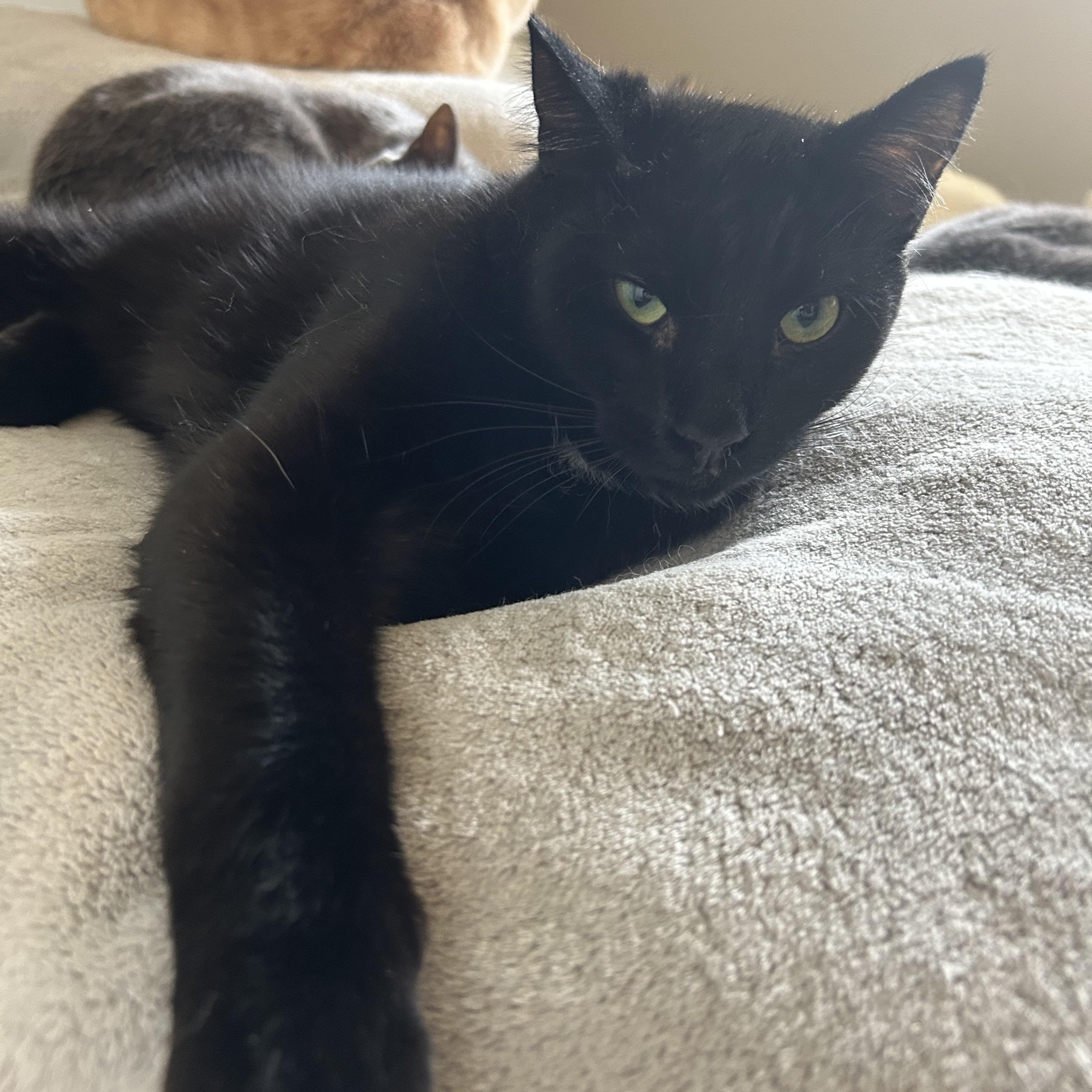 Enlarge Kade, a Adoptable mixed breed in Fredericton, NB image 1/6