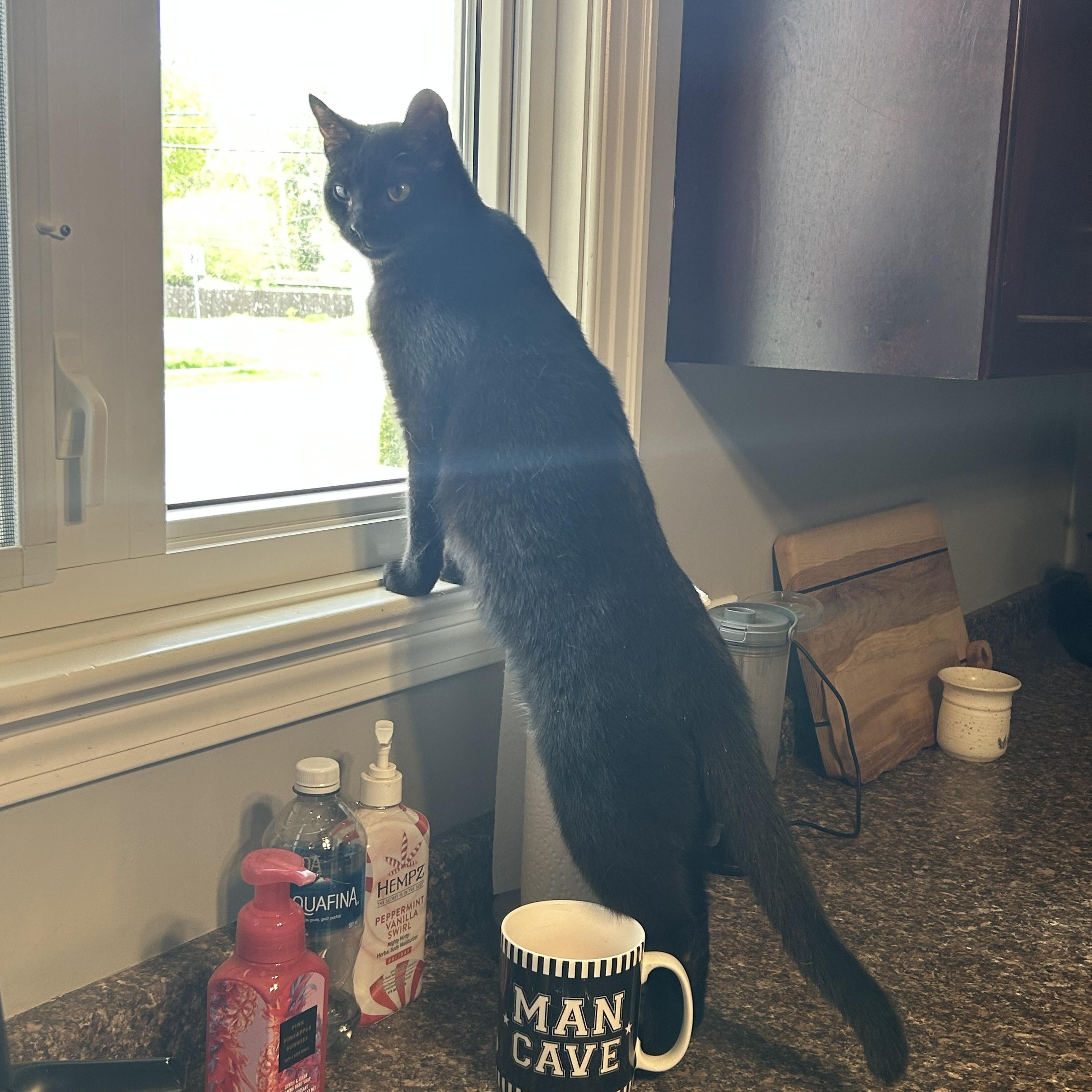 Enlarge Kade, a Adoptable mixed breed in Fredericton, NB image 5/6