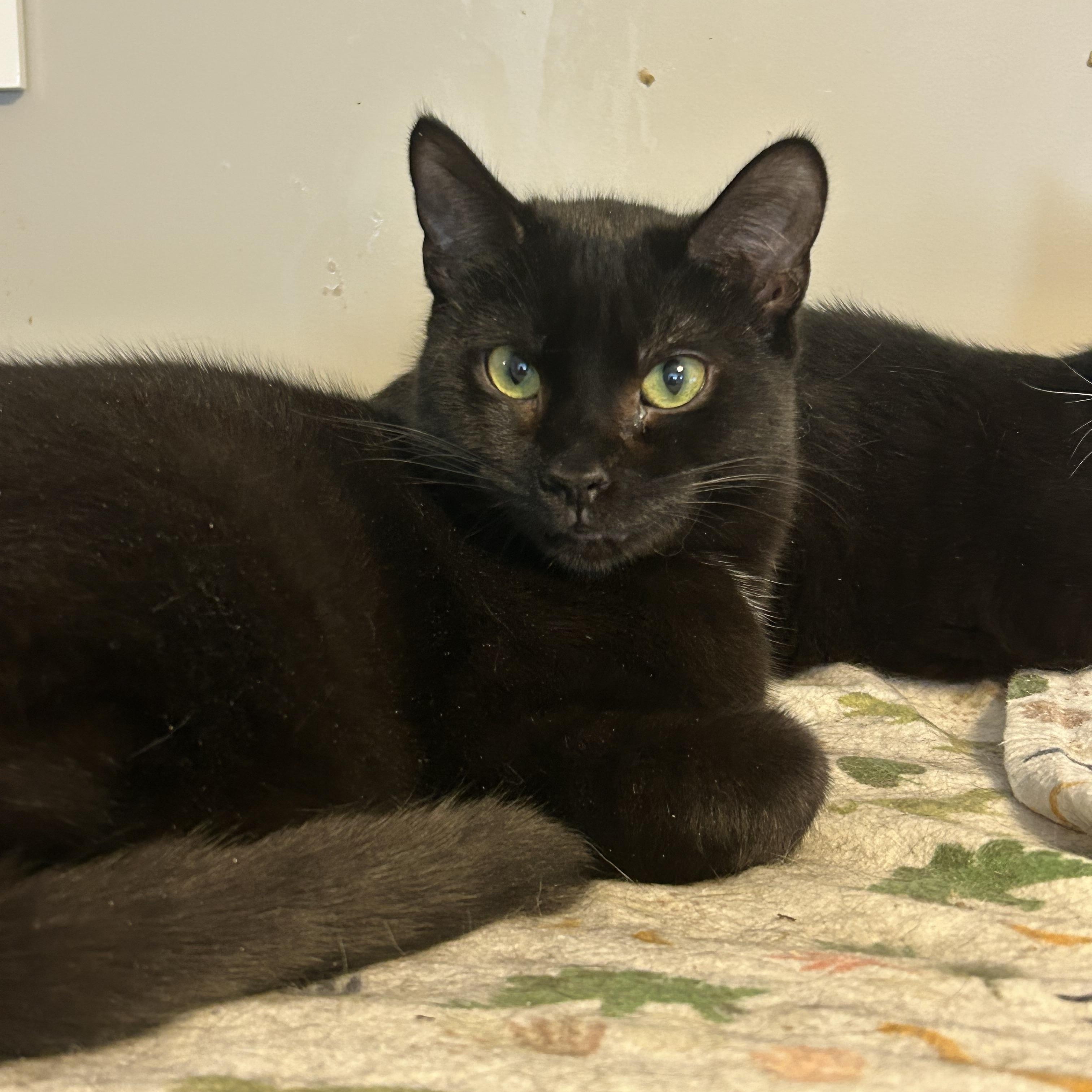 Enlarge Kade, a Adoptable mixed breed in Fredericton, NB image 6/6