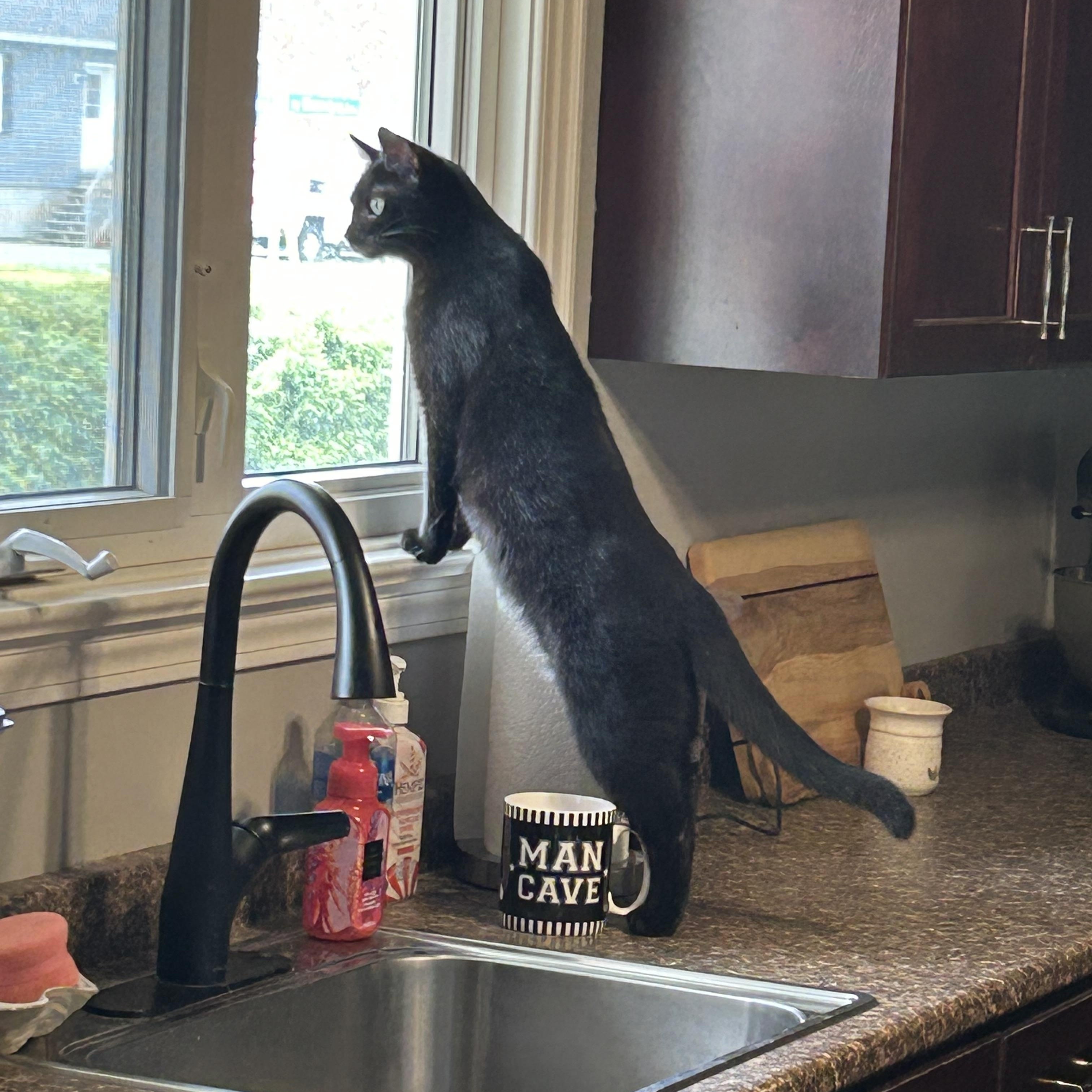 Enlarge Kade, a Adoptable mixed breed in Fredericton, NB image 2/6