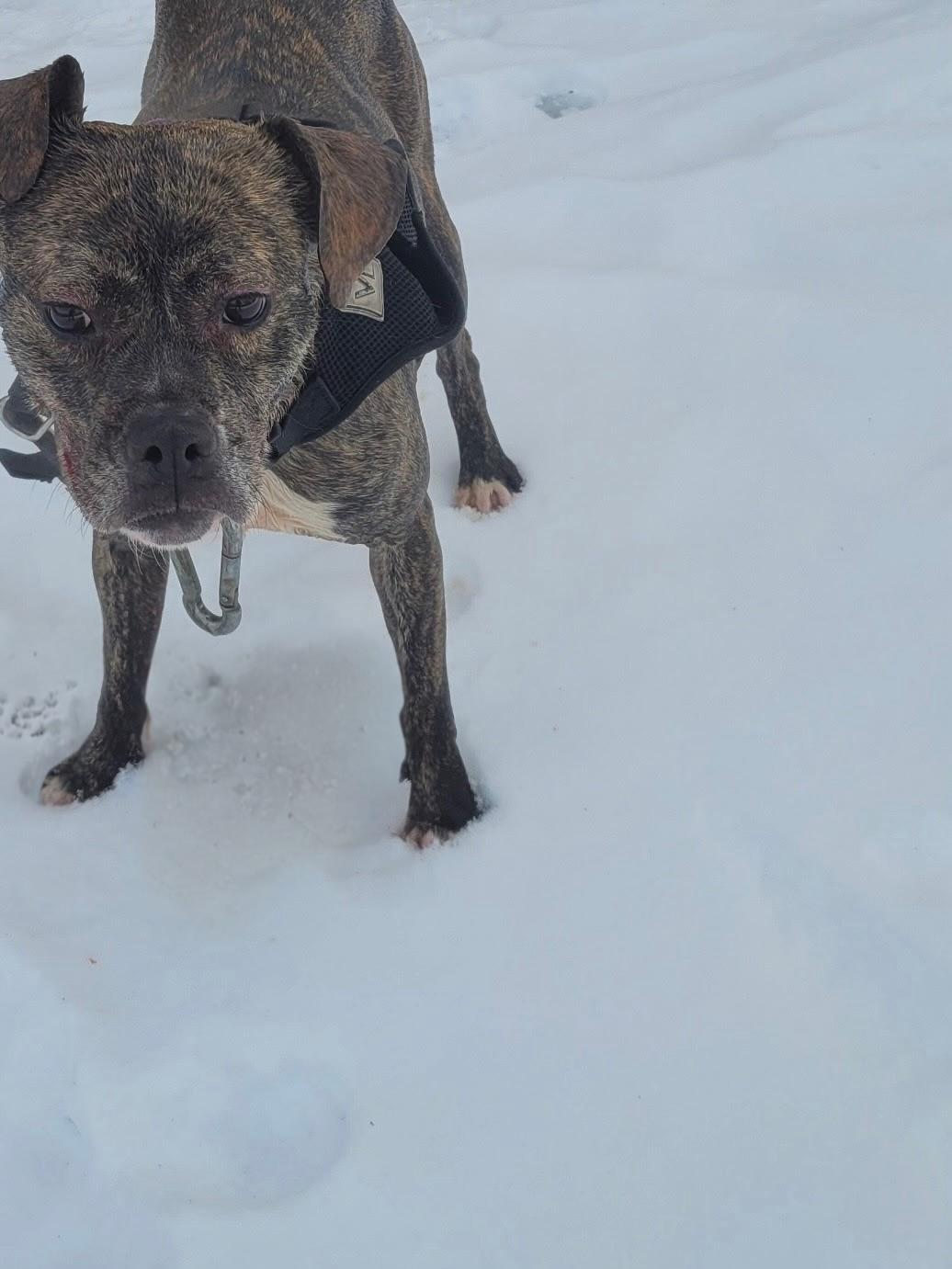 Enlarge Brenda, a ADOPTABLE mixed breed in Trenton, NJ image 1/1