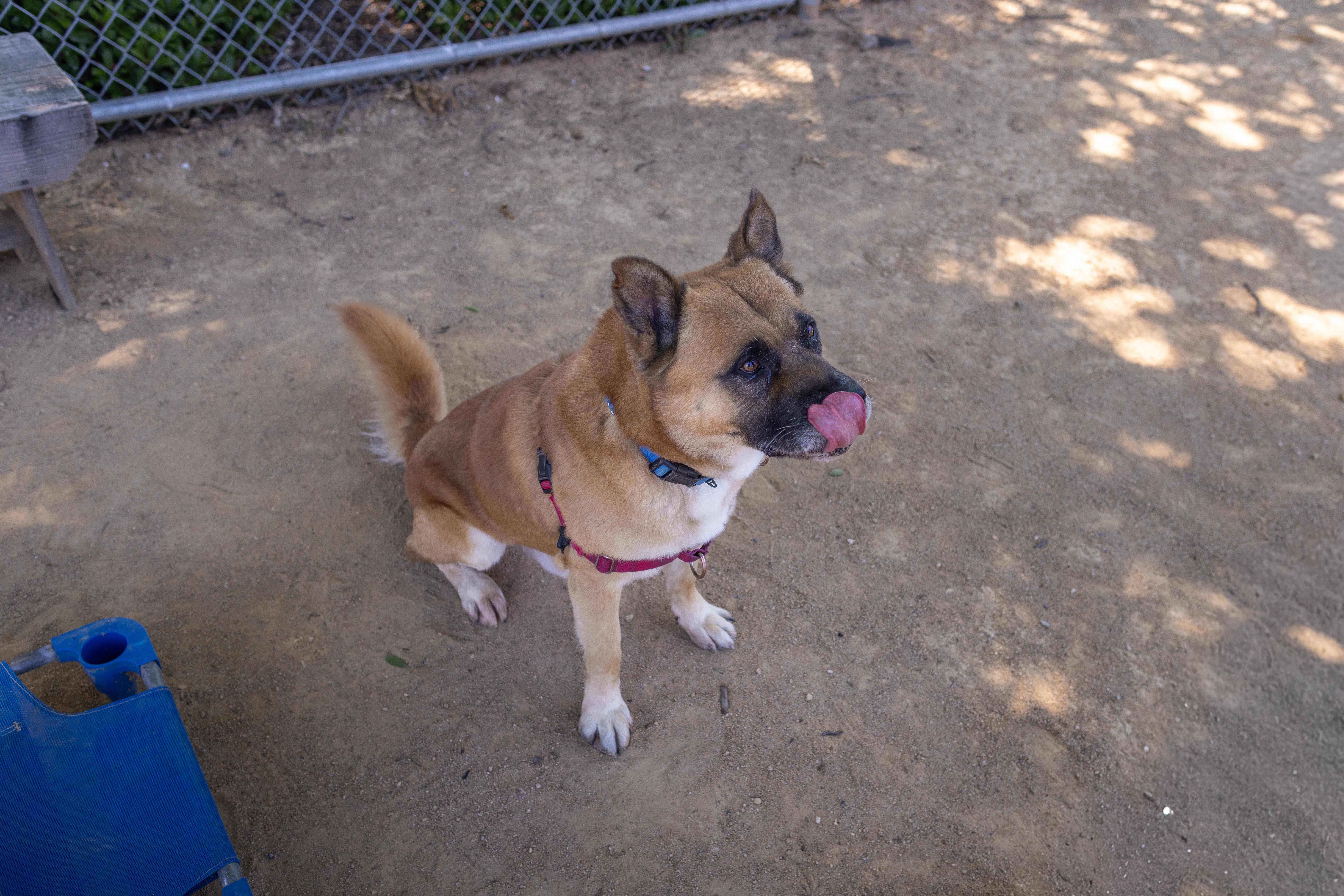 Ziggy, a Adoptable mixed breed in Chico, CA image 1/4