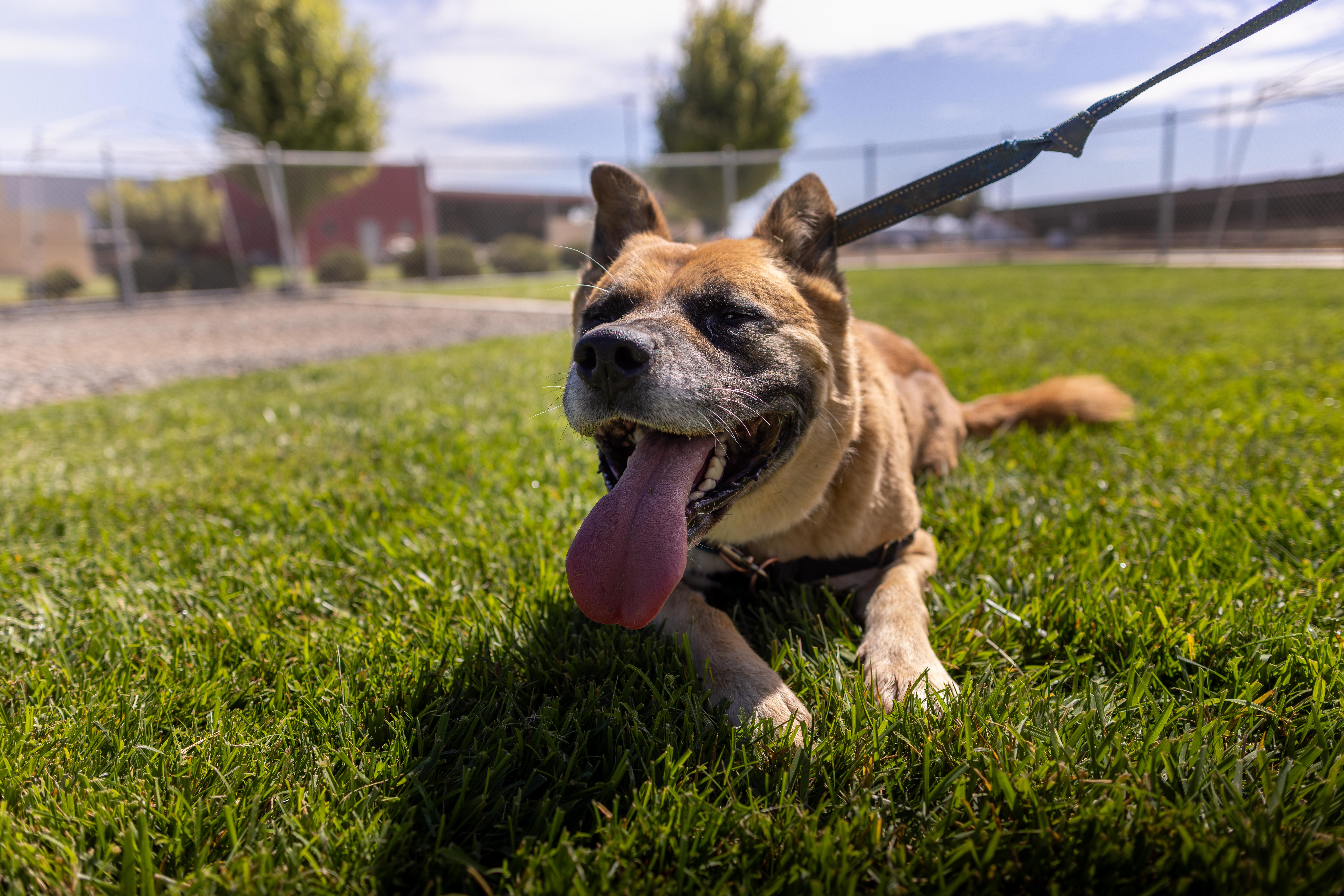 Ziggy - Adoption fee sponsored by the ASPCA The Rescue Effect and Alexio, Adoptable, Adult Male Akita.