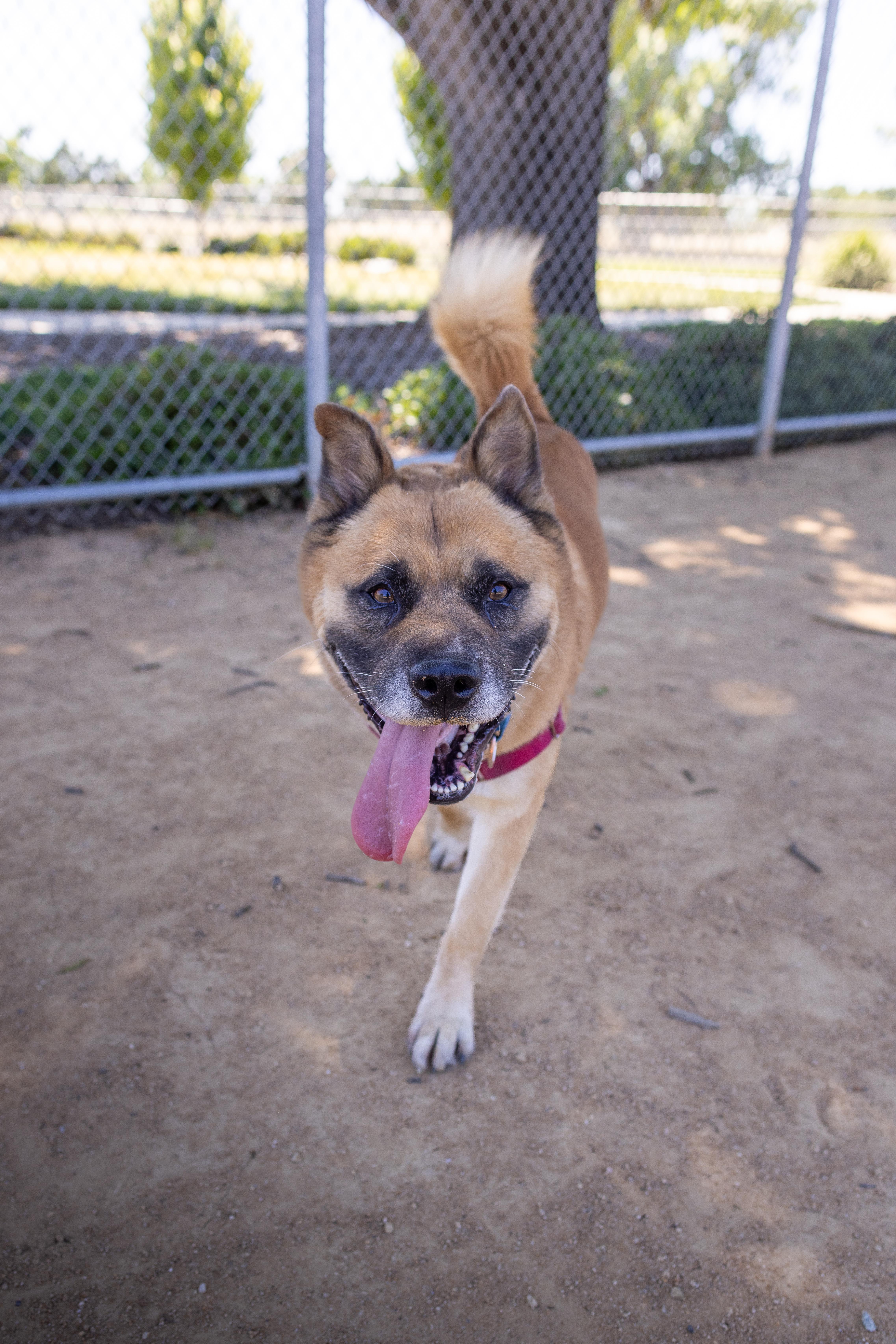 Ziggy, a Adoptable mixed breed in Chico, CA image 2/4