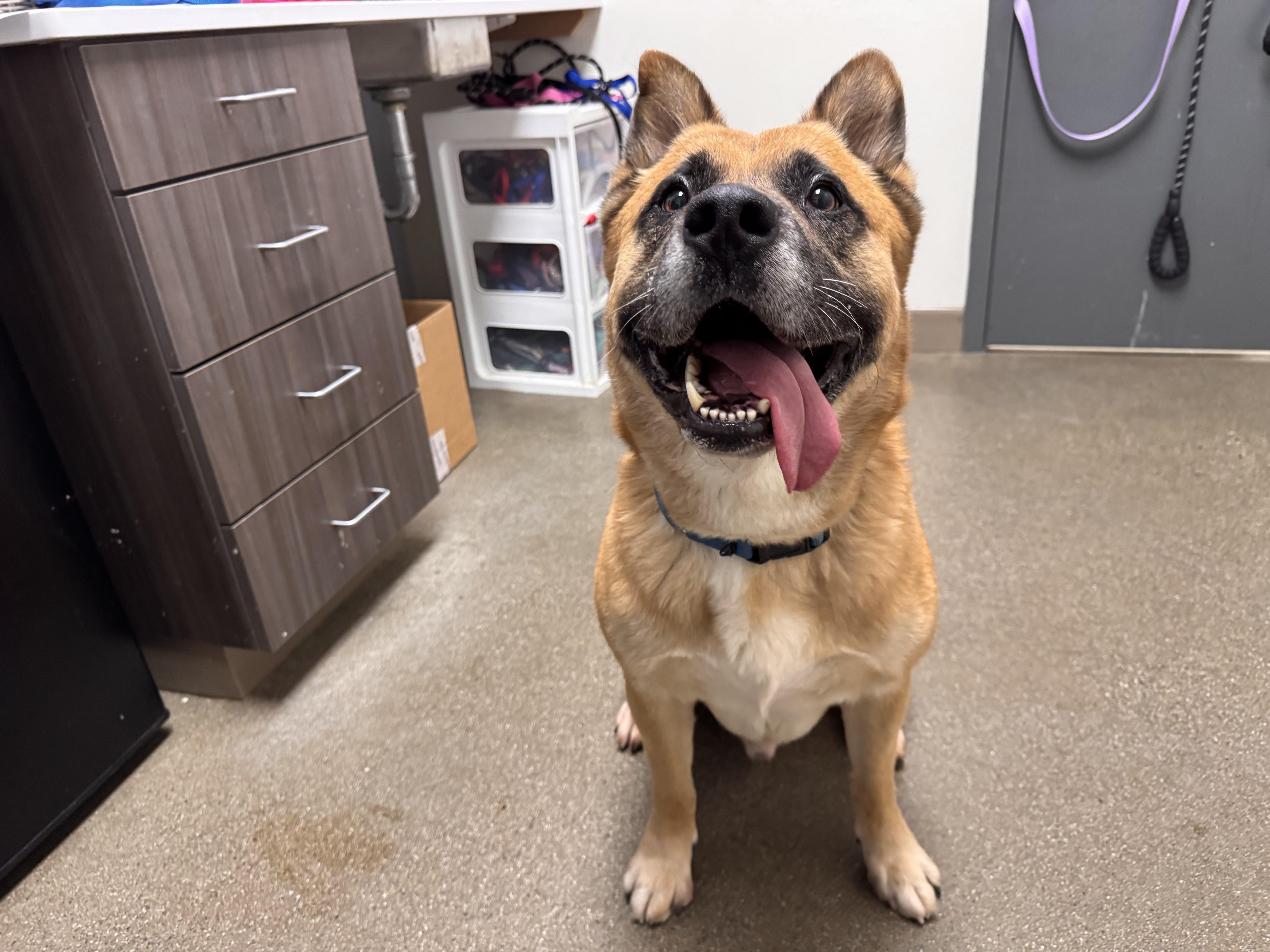 Enlarge Ziggy, a Adoptable mixed breed in Chico, CA image 1/1