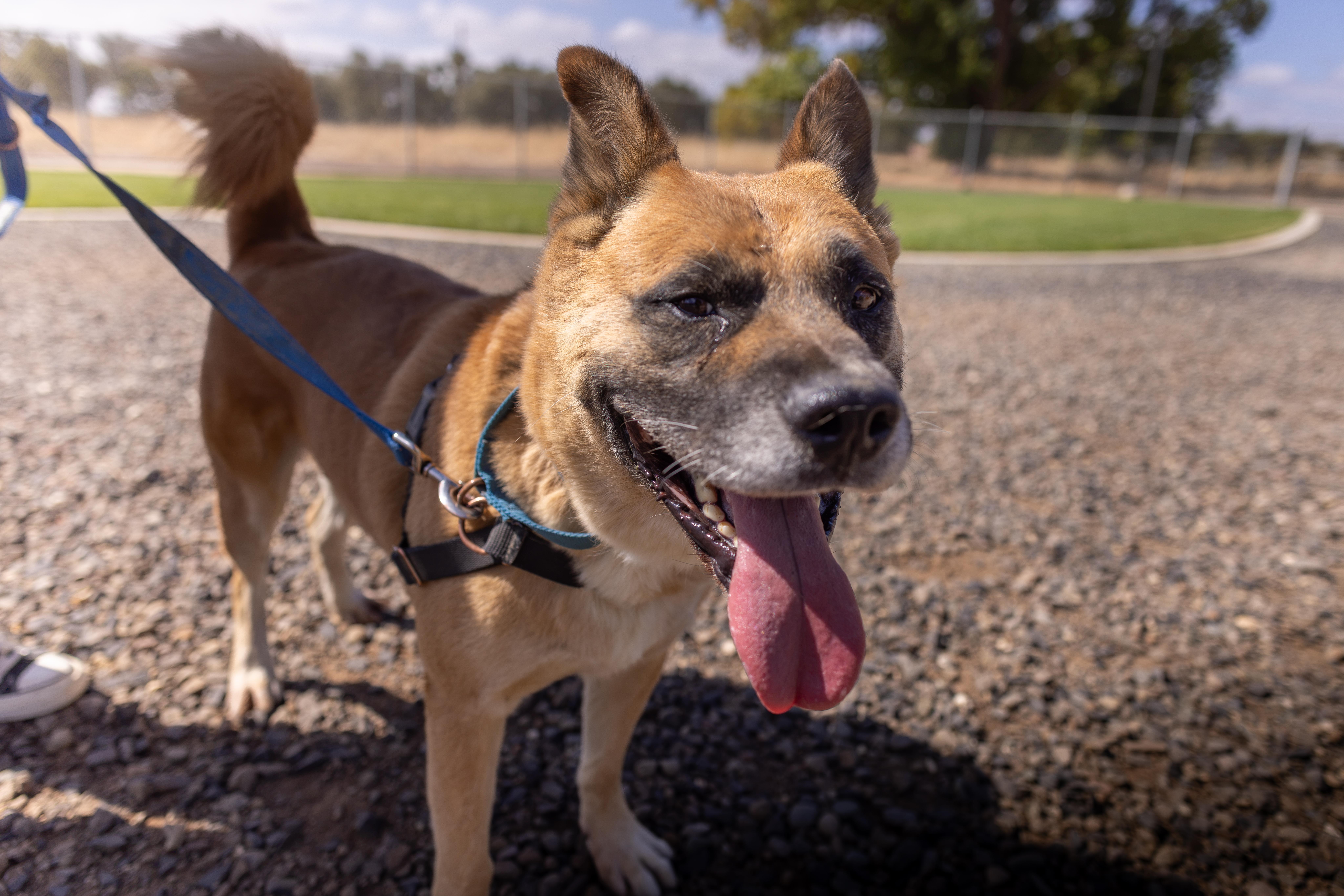 Enlarge Ziggy - Adoption fee sponsored by the ASPCA The Rescue Effect and Alexio, a Adoptable mixed breed in Chico, CA image 2/6