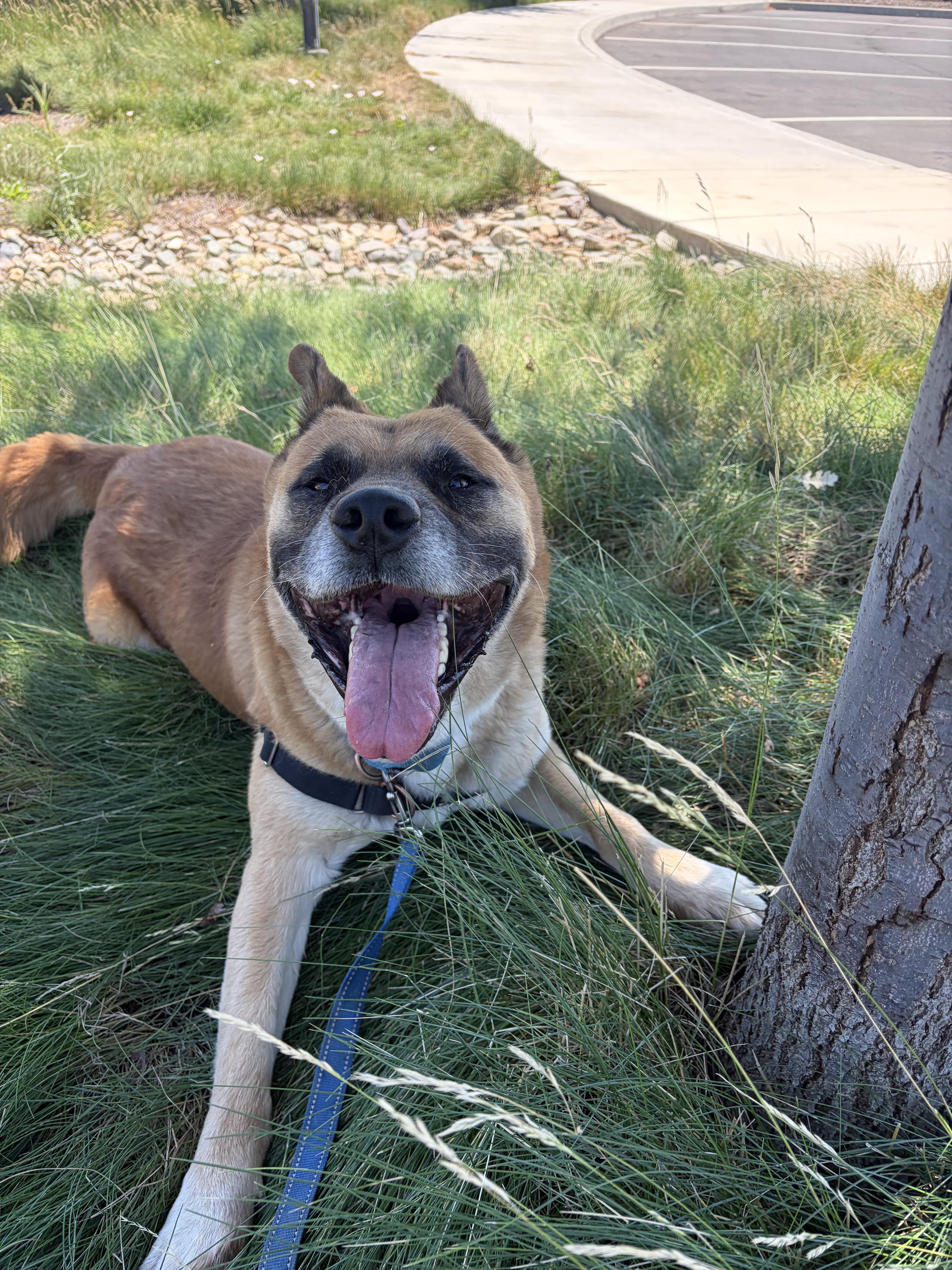 Enlarge Ziggy, a Adoptable mixed breed in Chico, CA image 3/4