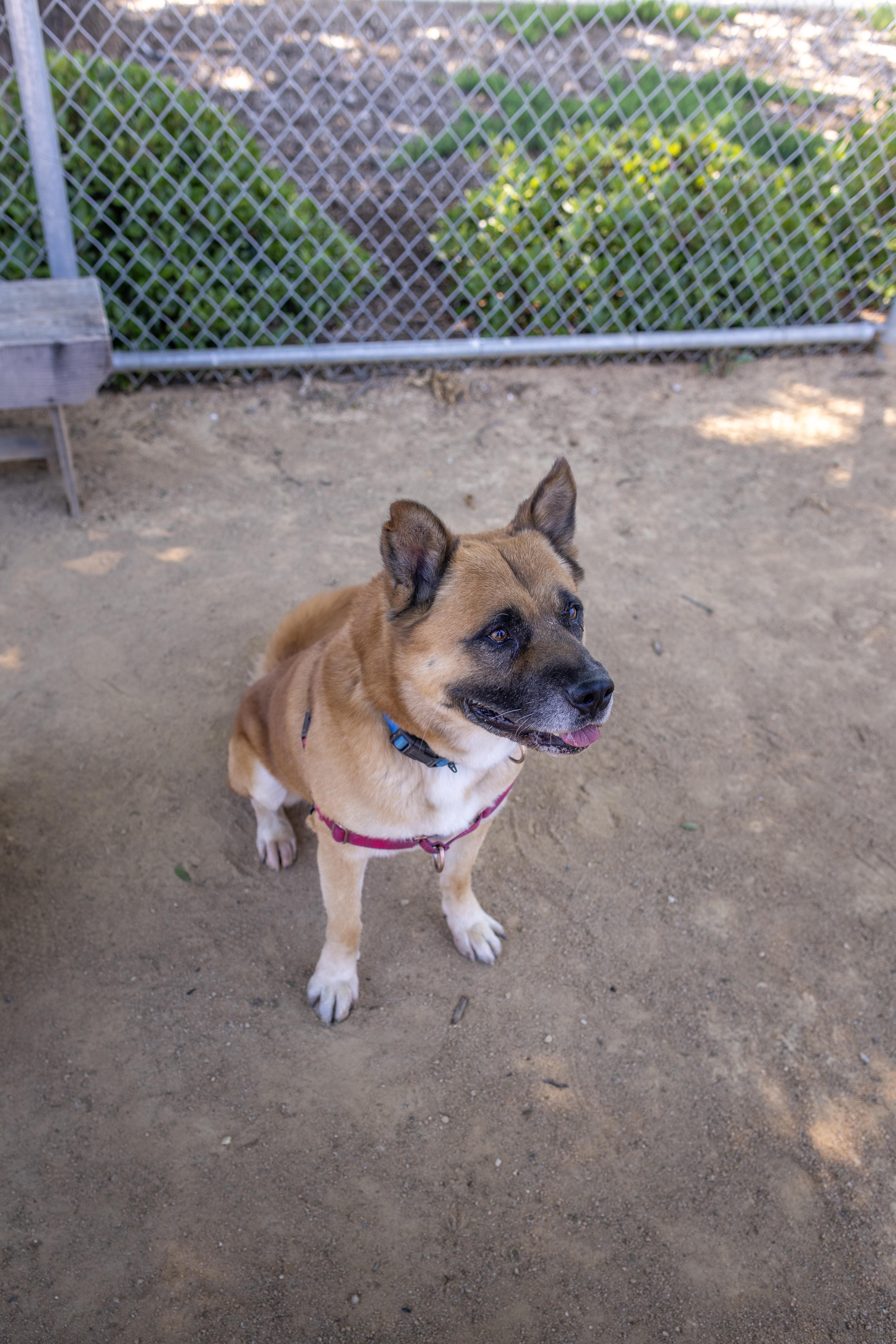 Ziggy, a Adoptable mixed breed in Chico, CA image 4/4