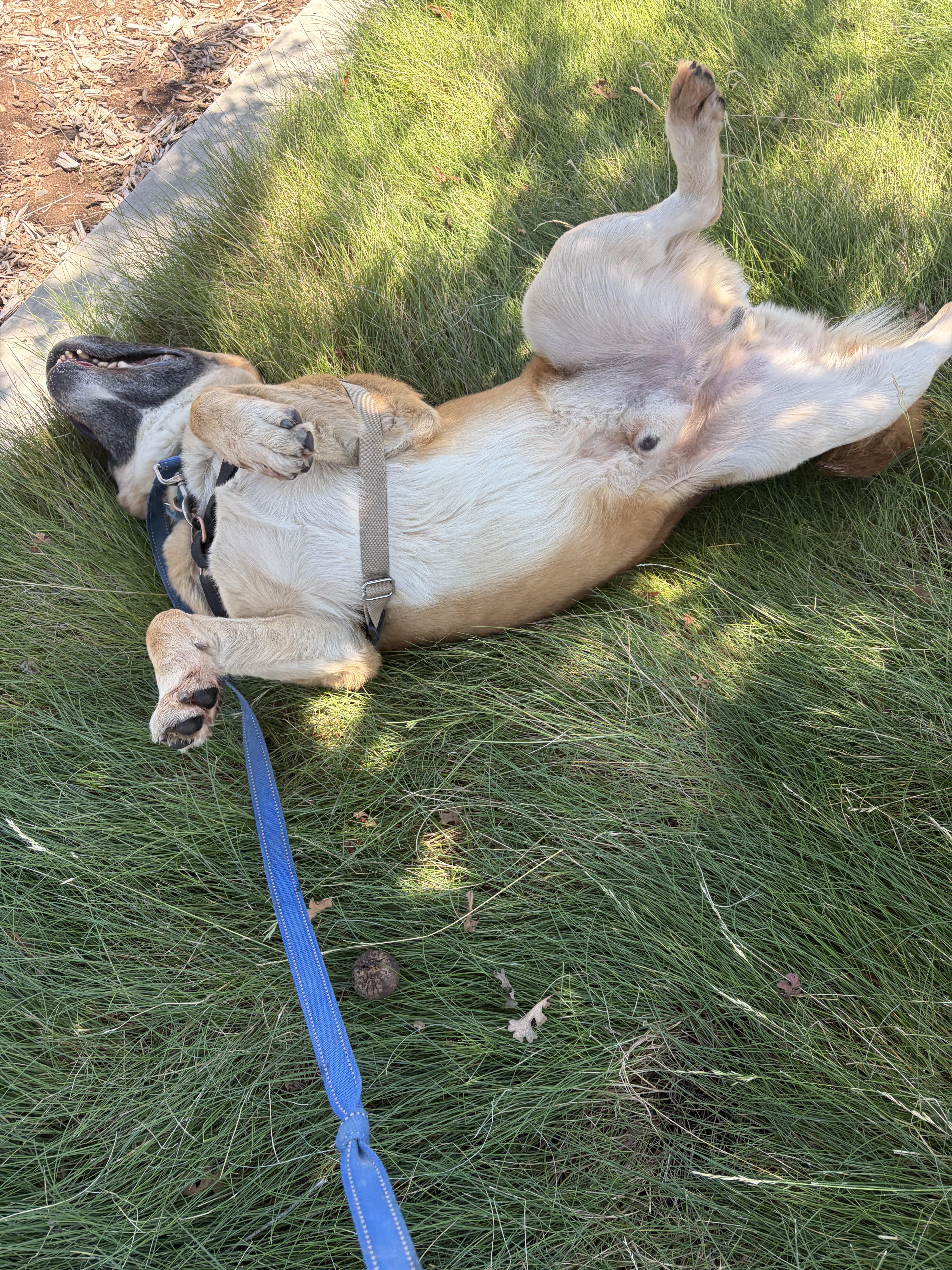 Enlarge Ziggy, a Adoptable mixed breed in Chico, CA image 4/4