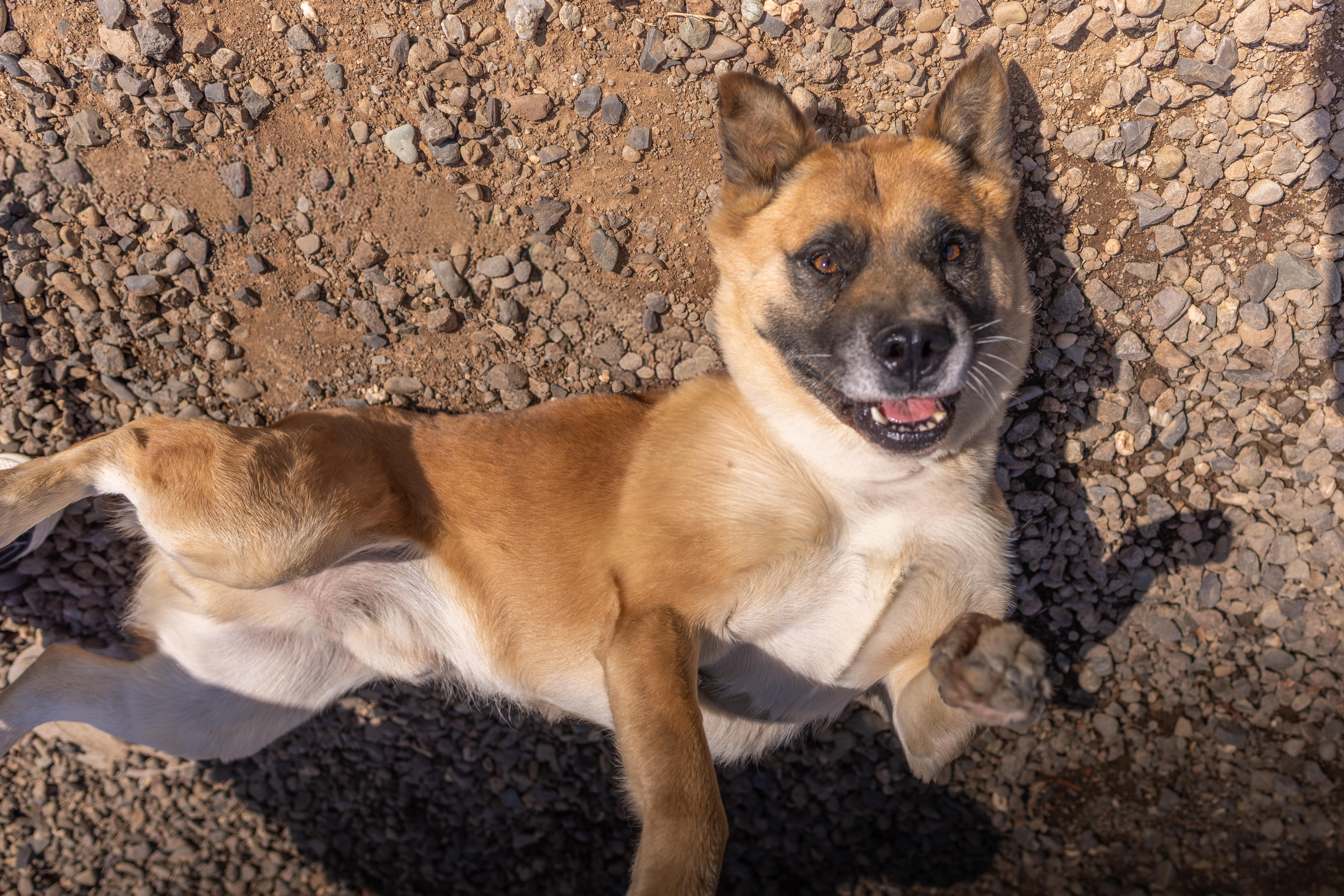 Enlarge Ziggy - Adoption fee sponsored by the ASPCA The Rescue Effect and Alexio, a Adoptable mixed breed in Chico, CA image 6/6
