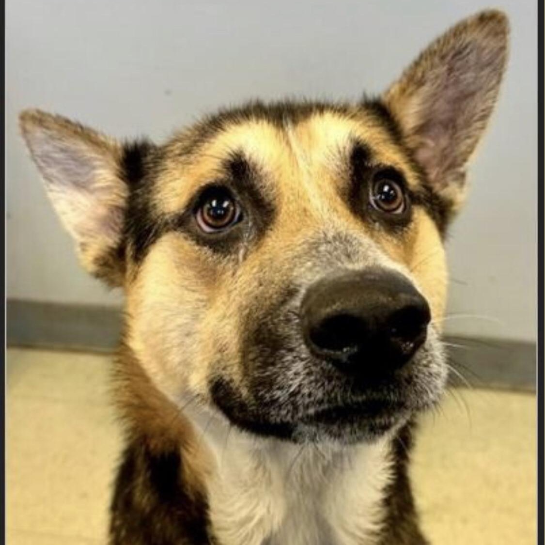 The GIFT of TIME, a Adoptable mixed breed in Carbondale, CO image 1/2