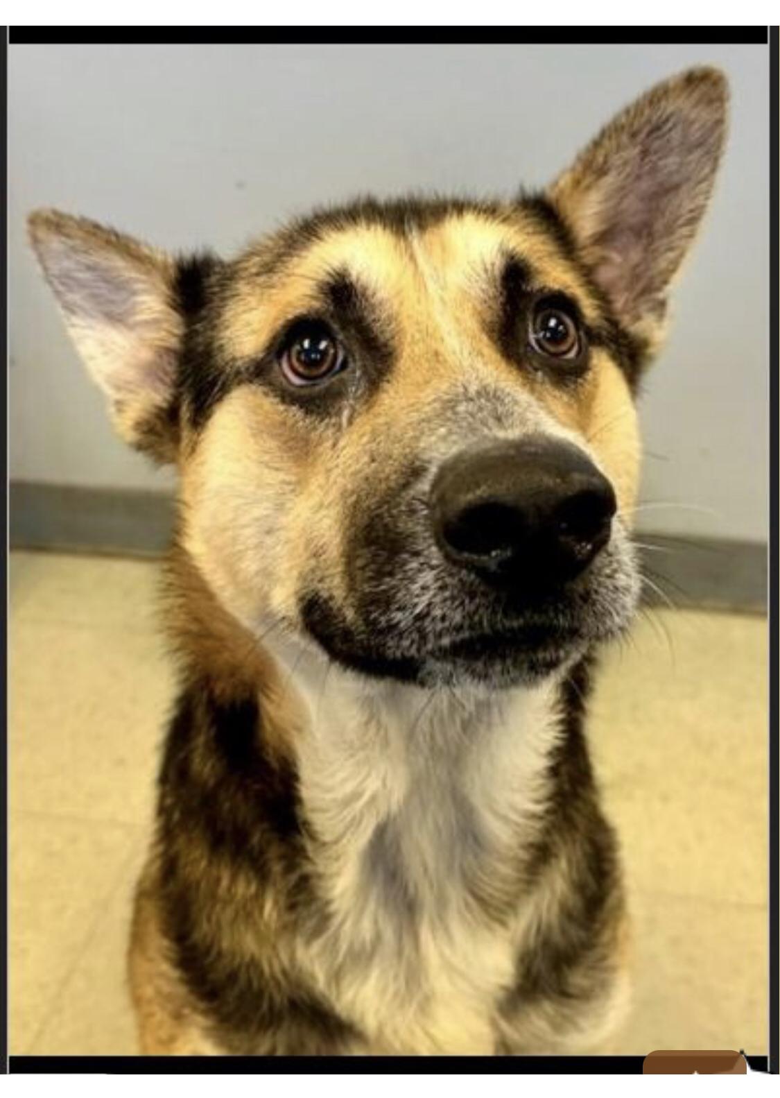 The GIFT of TIME, a Adoptable mixed breed in Carbondale, CO image 2/2
