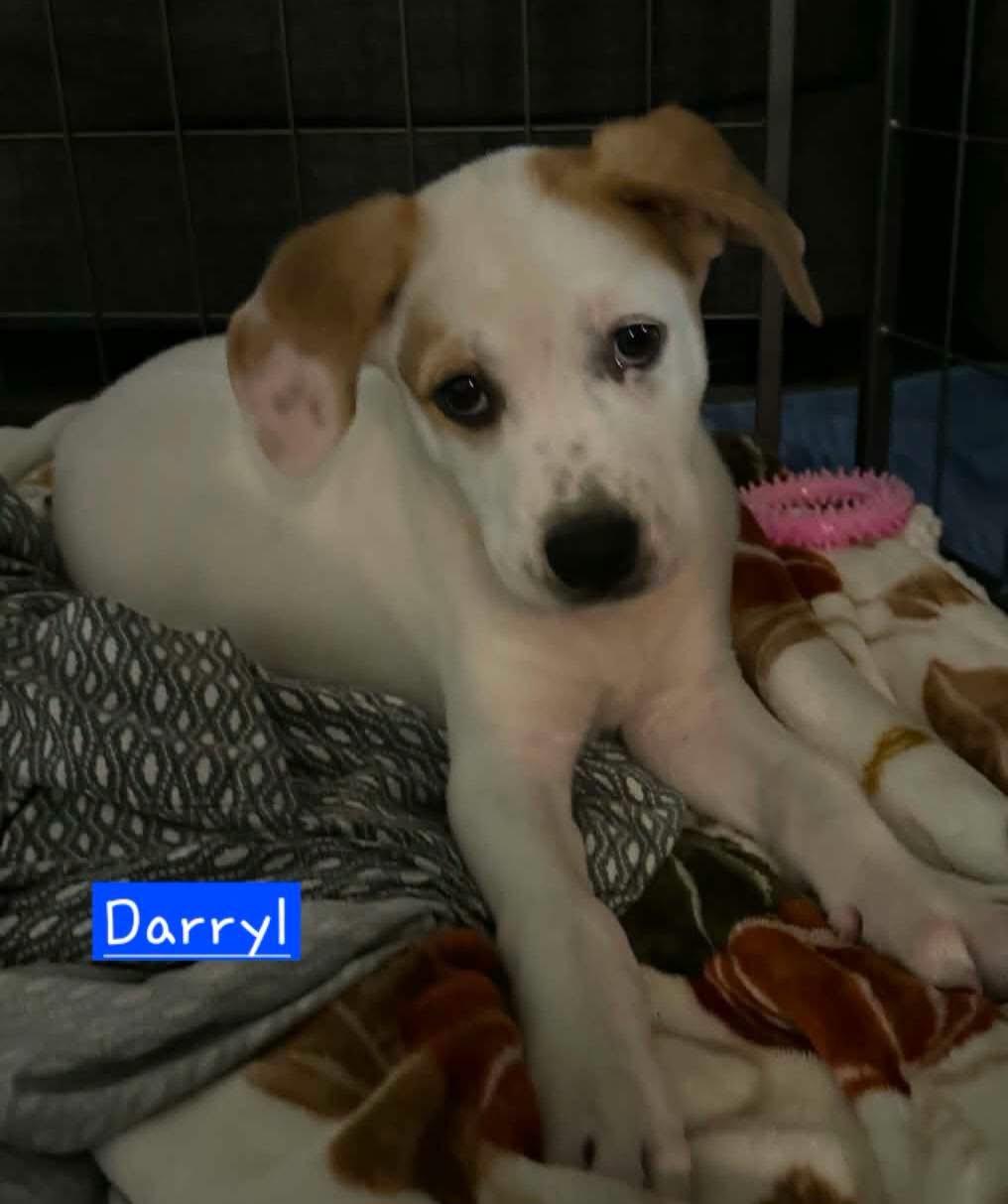 Darryl, an adopted mixed breed in Hagerstown, MD image 4/4