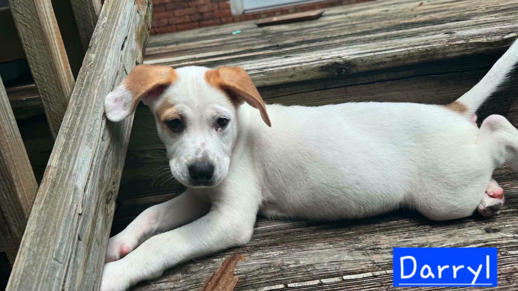 Darryl, an adopted mixed breed in Hagerstown, MD image 3/4