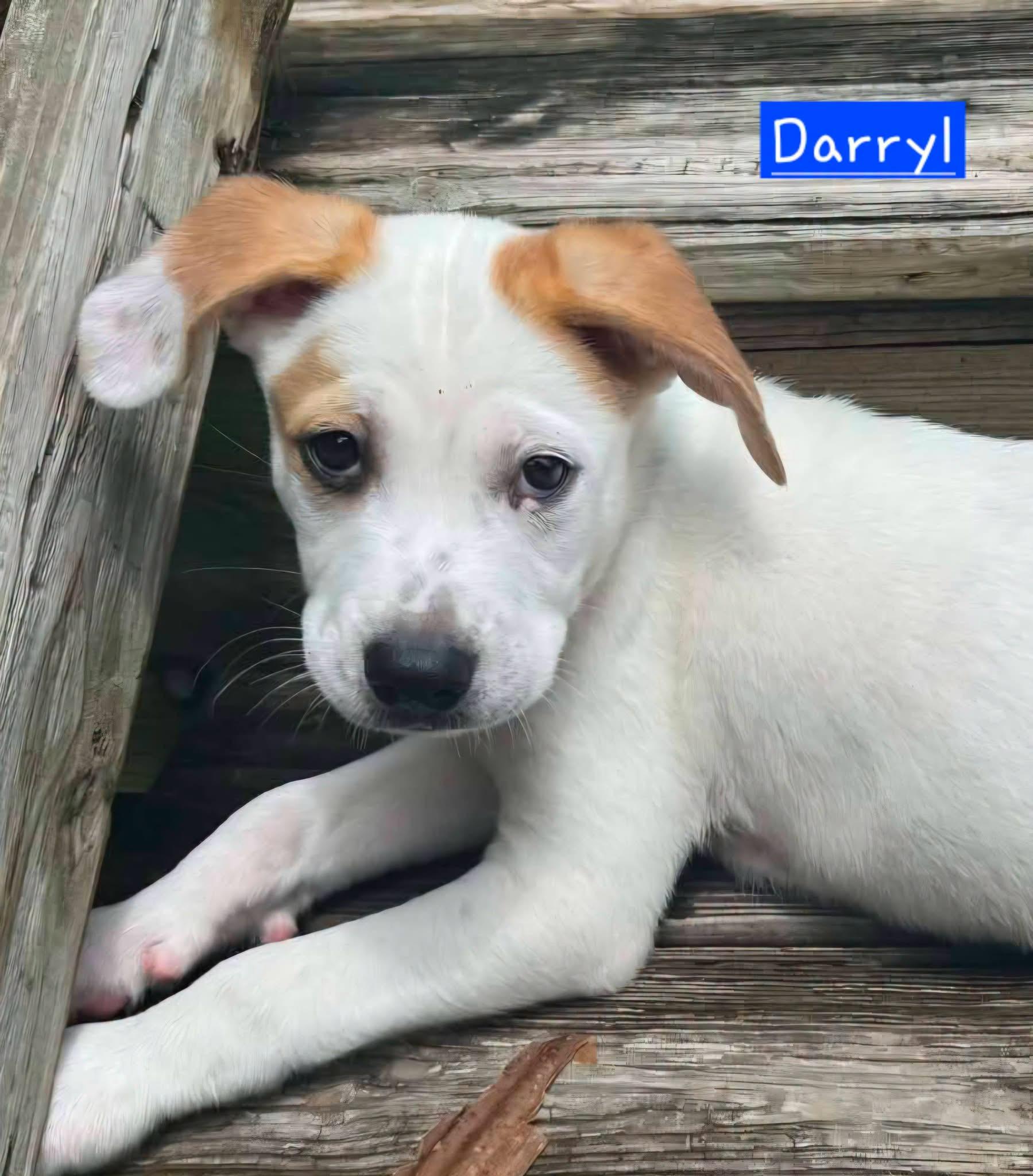 Darryl, adopted, Puppy Male Husky.