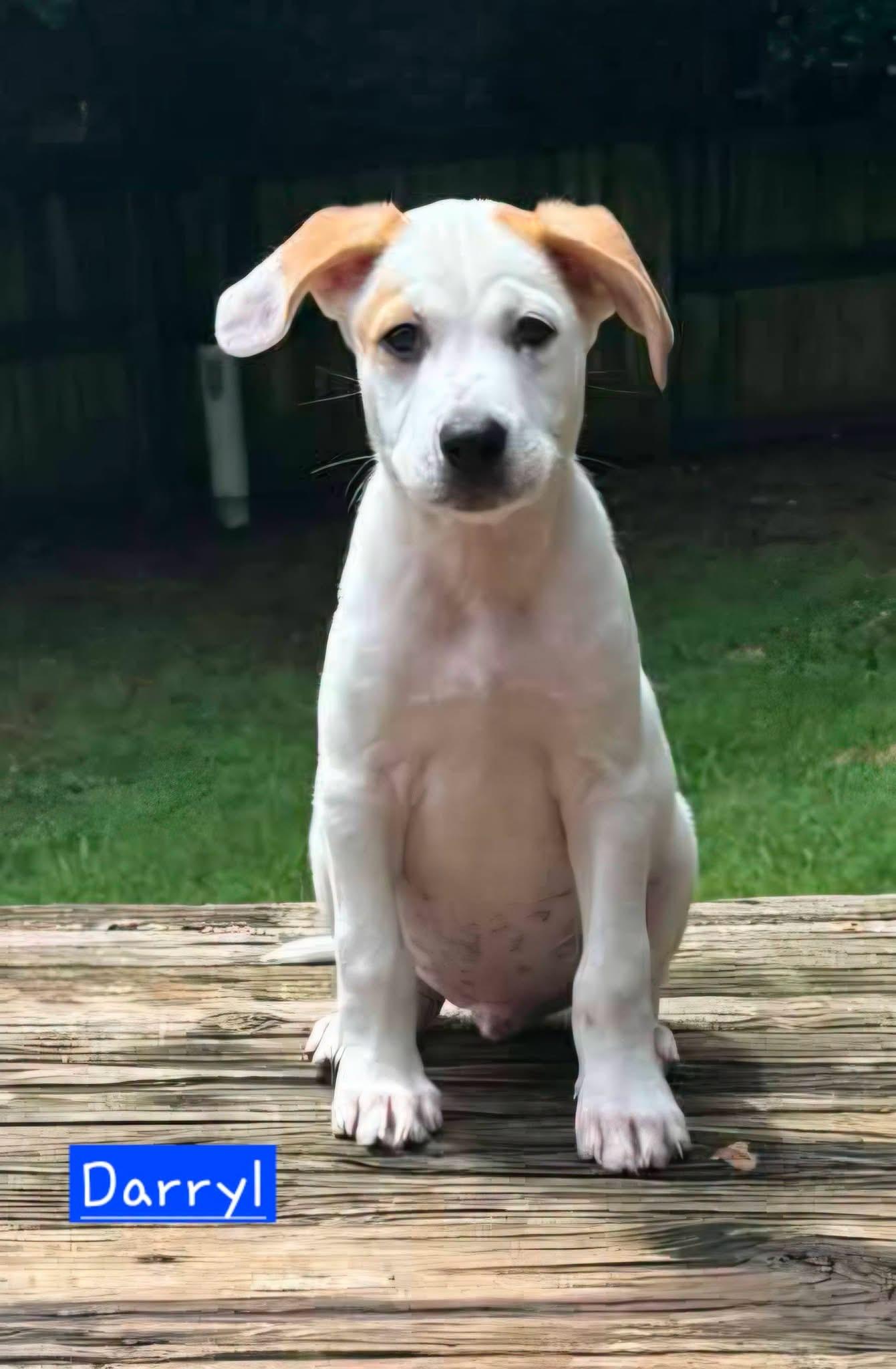 Darryl, an adopted mixed breed in Hagerstown, MD image 2/4