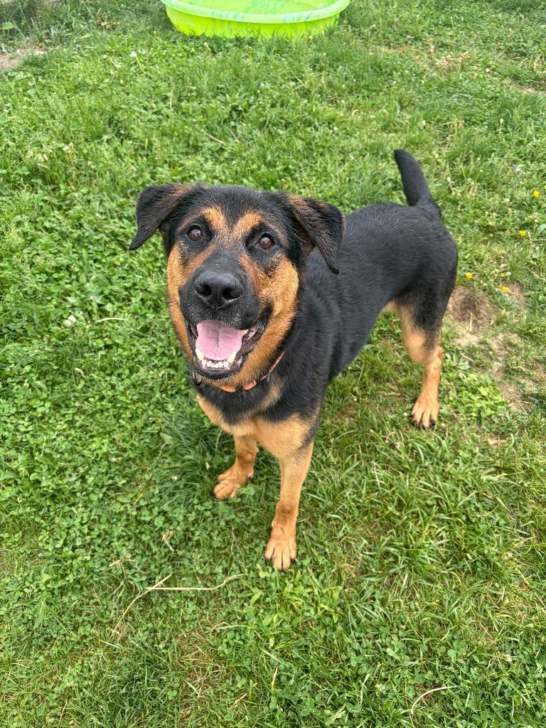 Enlarge Happy, a Adoptable mixed breed in Hudson, NY image 1/3