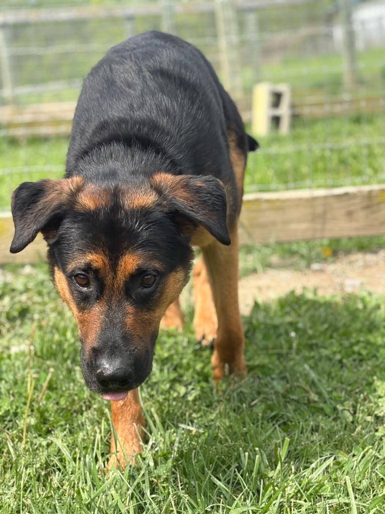 Enlarge Happy, a Adoptable mixed breed in Hudson, NY image 3/3