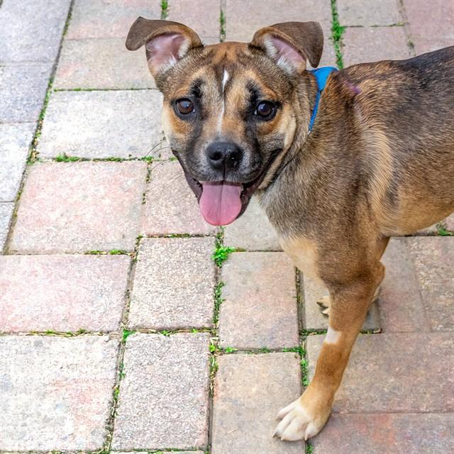 CADBURY, Adoptable, Young Female Beagle & German Shepherd Dog.