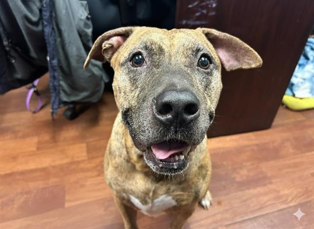 ORION, Adoptable, Adult Male Pit Bull Terrier & Mixed Breed.