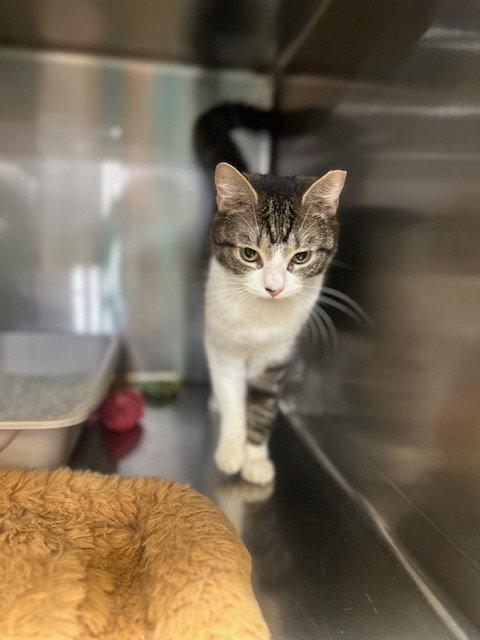 Beamer (26-016), a Adoptable Domestic Short Hair in Ocean Pines, MD image 1/2
