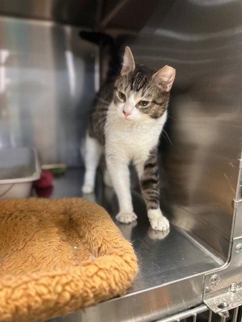 Beamer (26-016), a Adoptable Domestic Short Hair in Ocean Pines, MD image 2/2