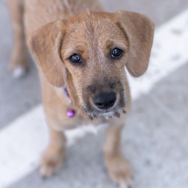 Enlarge Surf Pup - Choppy, a Adoptable mixed breed in San Diego, CA image 1/3