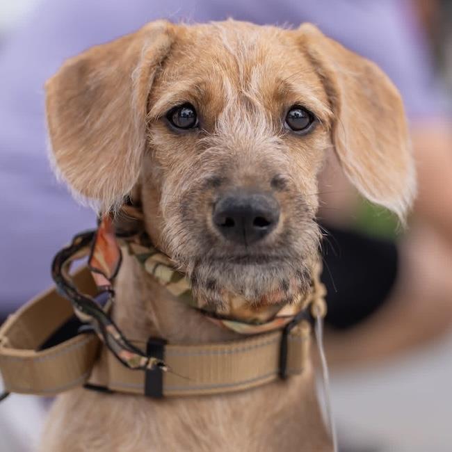Enlarge Surf Pup - Choppy, a Adoptable mixed breed in San Diego, CA image 2/3