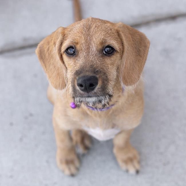 Enlarge Surf Pup - Choppy, a Adoptable mixed breed in San Diego, CA image 3/3