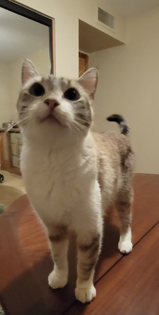 Enlarge Skye Blue, an adoptable Siamese in Phoenix , AZ image 2/6