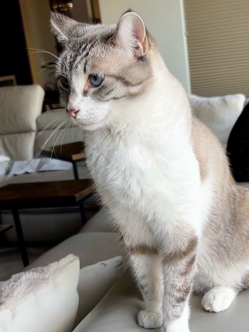 Enlarge Skye Blue, an adoptable Siamese in Phoenix , AZ image 3/6