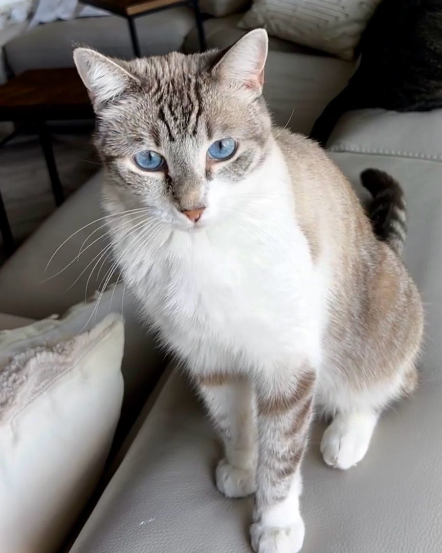 Enlarge Skye Blue, an adoptable Siamese in Phoenix , AZ image 4/6