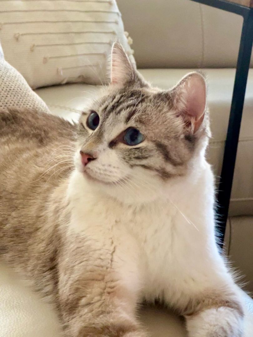 Enlarge Skye Blue, an adoptable Siamese in Phoenix , AZ image 5/6