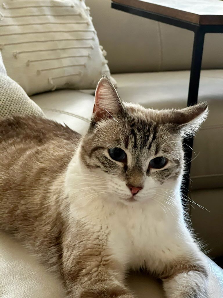 Enlarge Skye Blue, an adoptable Siamese in Phoenix , AZ image 6/6