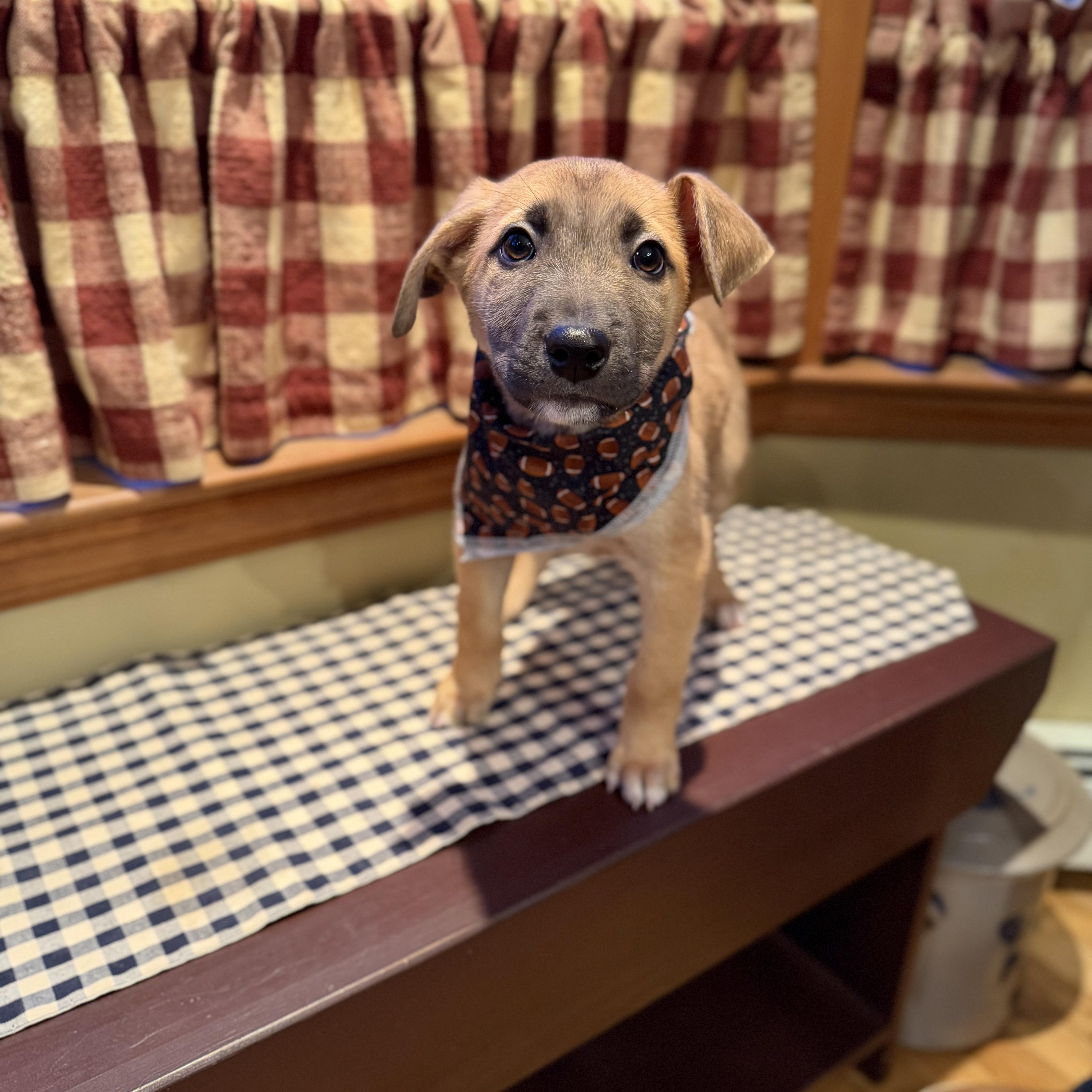 Enlarge Rizzo, a ADOPTABLE Mixed Breed in Yaphank, NY image 5/6