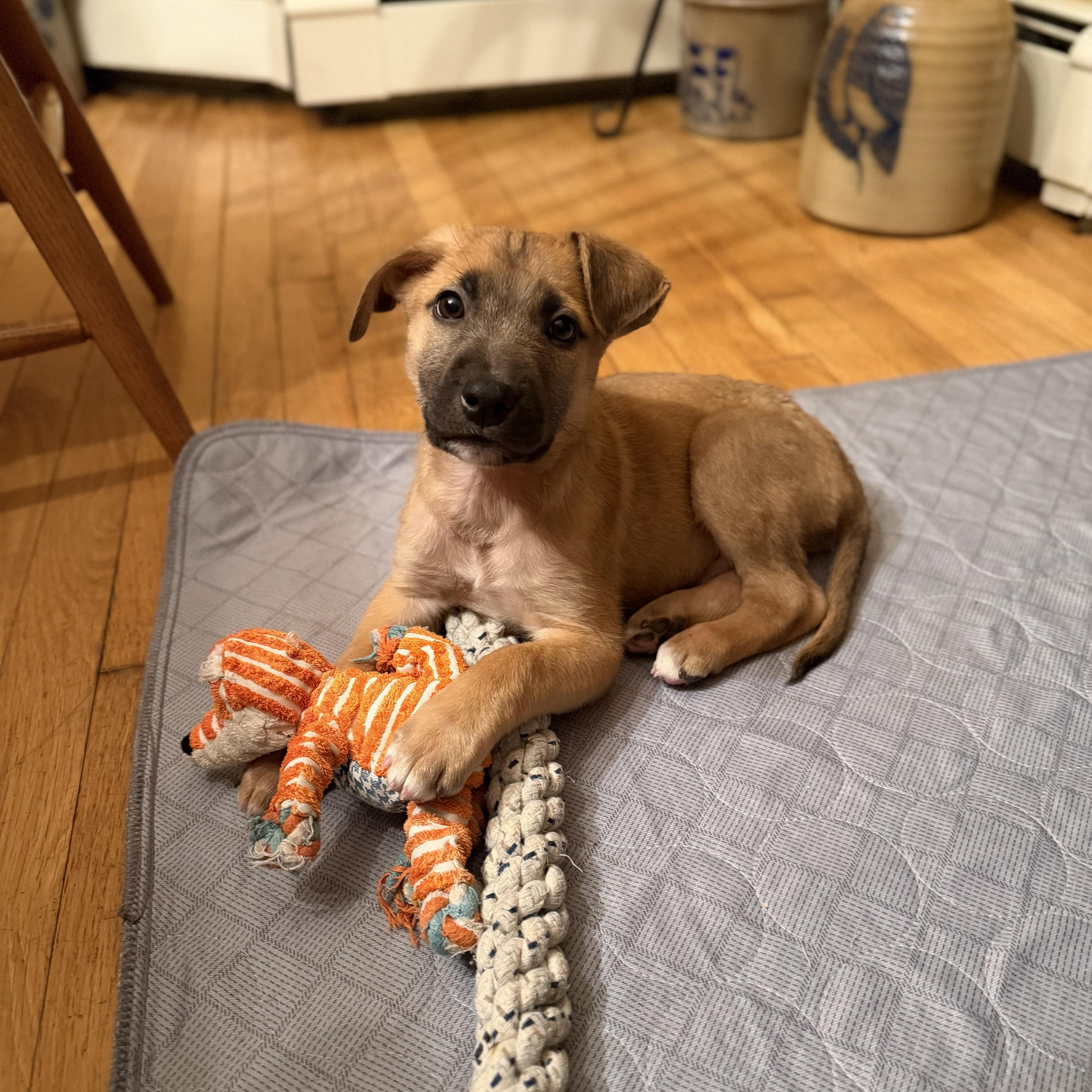 Enlarge Rizzo, a ADOPTABLE Mixed Breed in Yaphank, NY image 3/6