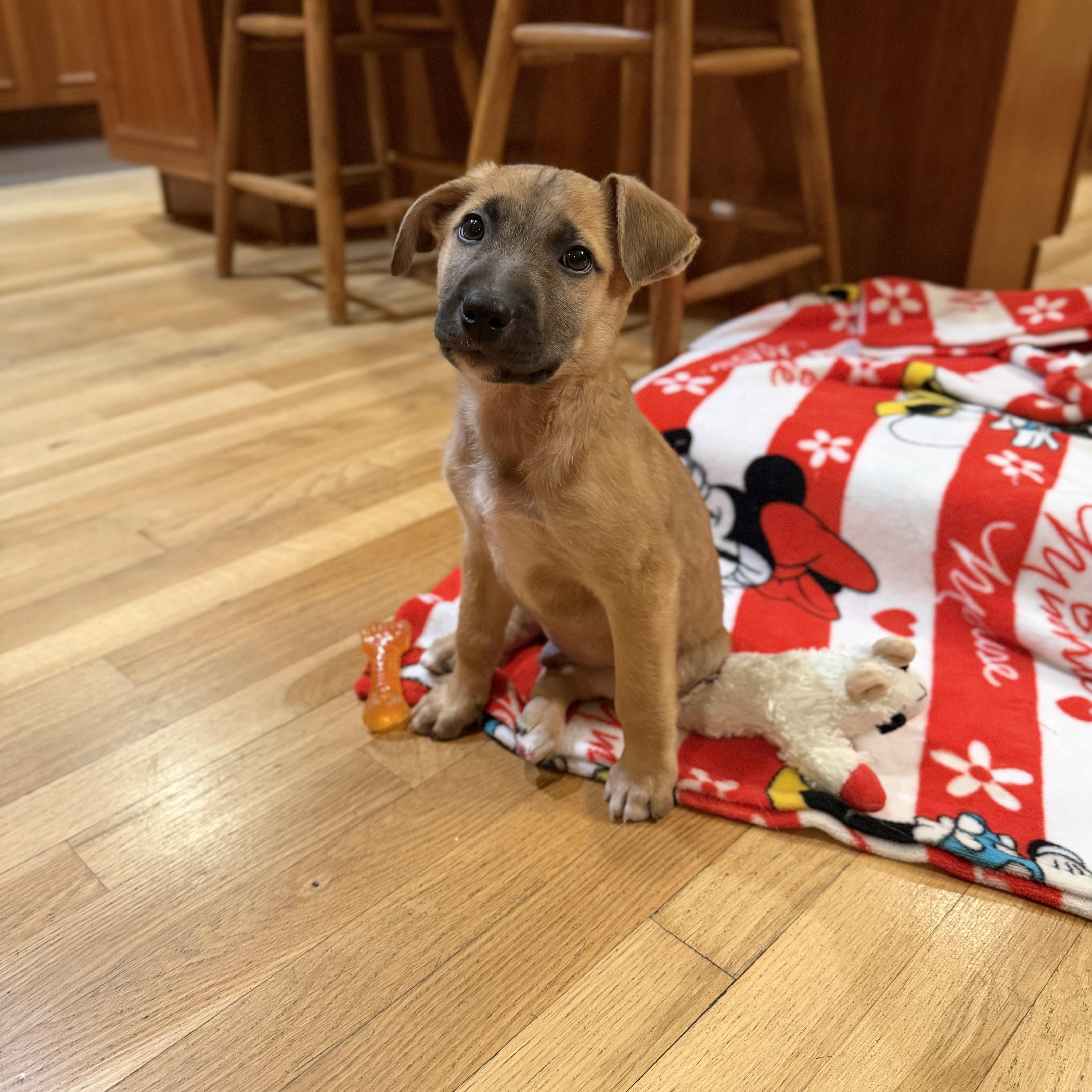 Enlarge Rizzo, a ADOPTABLE Mixed Breed in Yaphank, NY image 6/6