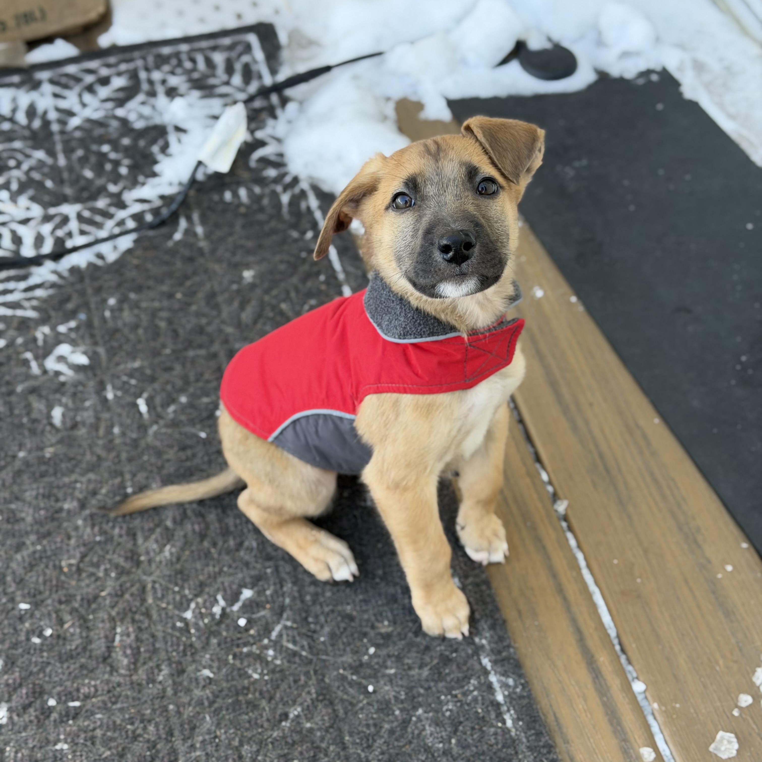 Enlarge Rizzo, a ADOPTABLE Mixed Breed in Yaphank, NY image 1/6