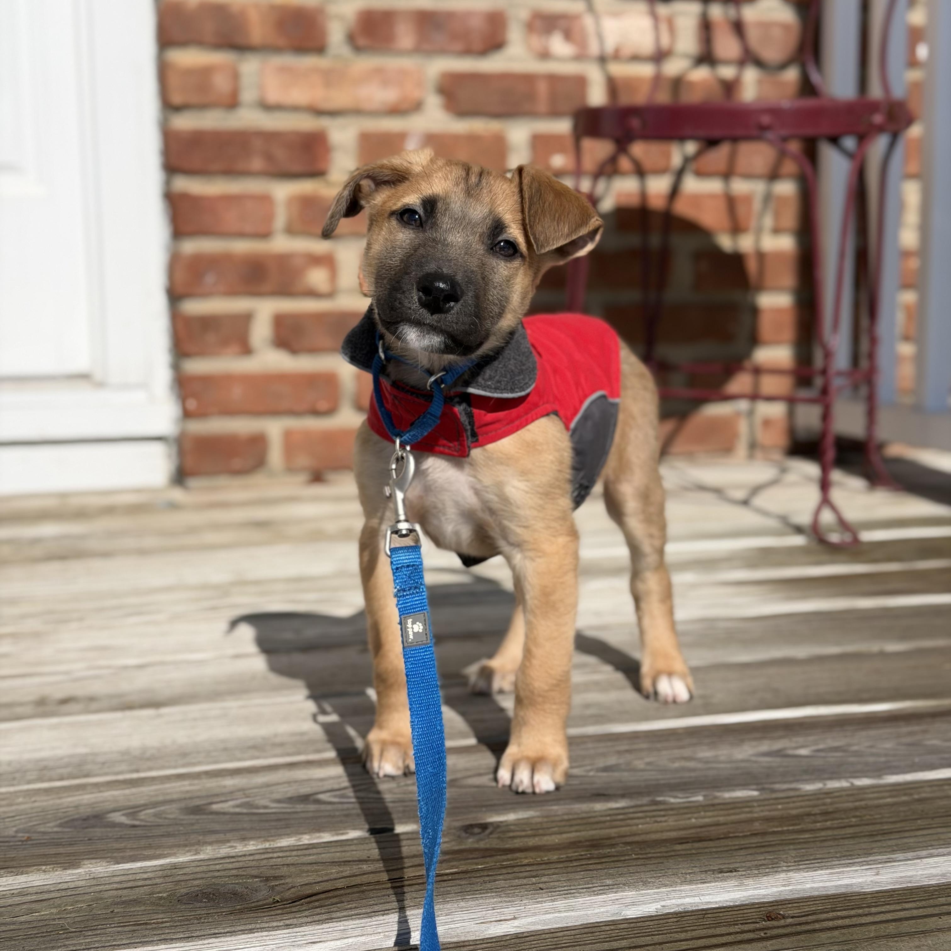 Enlarge Rizzo, a ADOPTABLE Mixed Breed in Yaphank, NY image 2/6