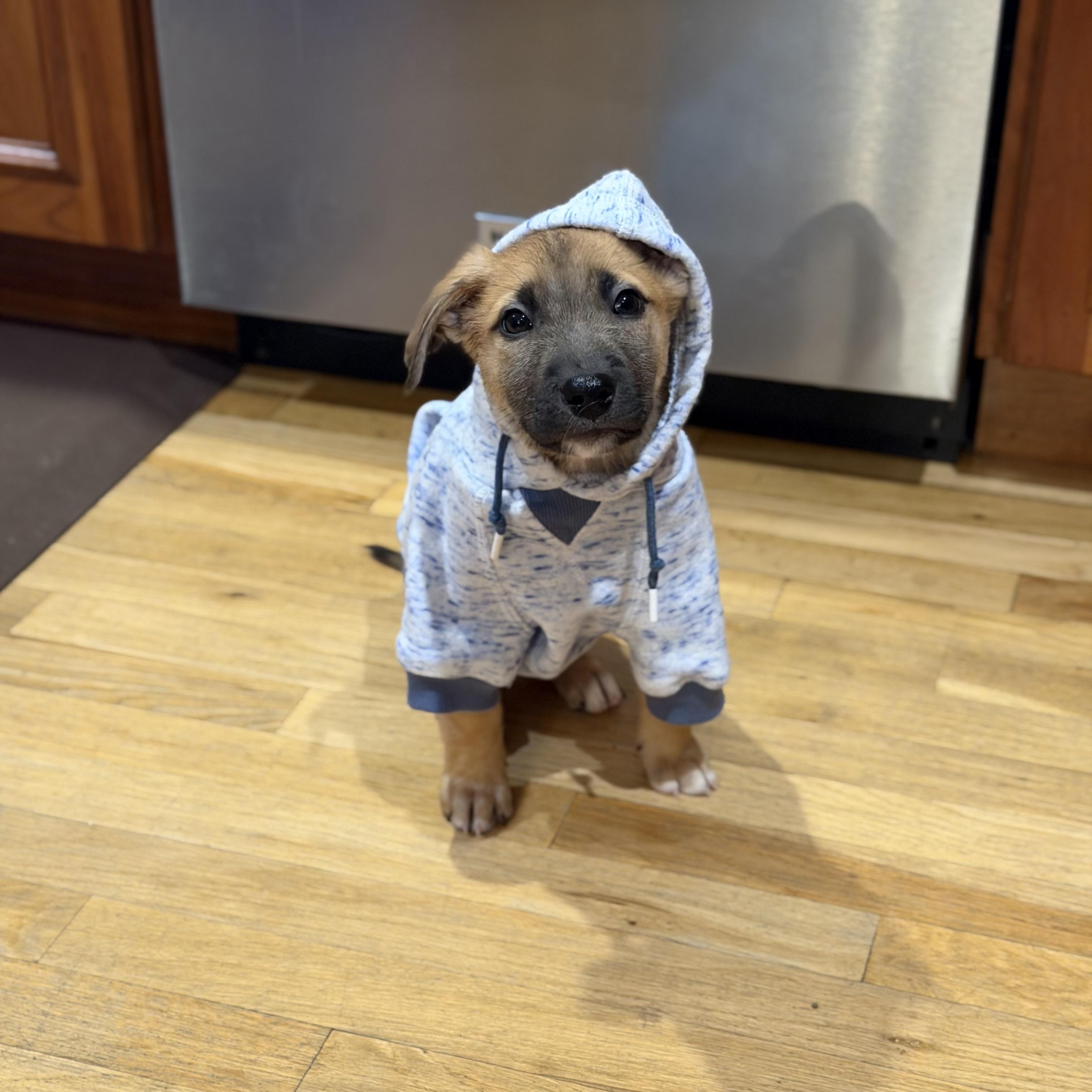 Enlarge Rizzo, a ADOPTABLE Mixed Breed in Yaphank, NY image 4/6