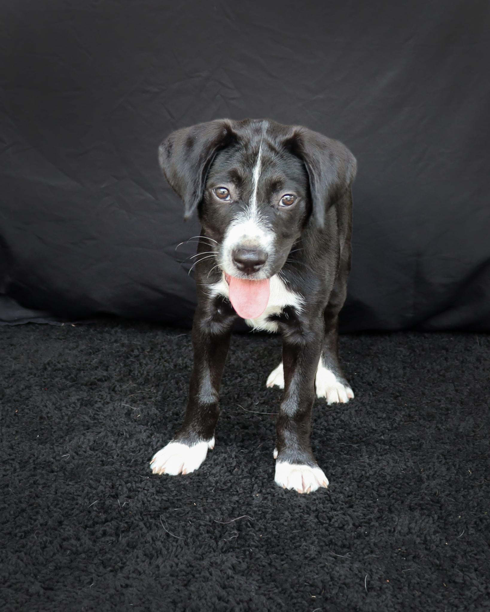 Enlarge Fluffy, a Adoptable mixed breed in Ocean Springs, MS image 5/5