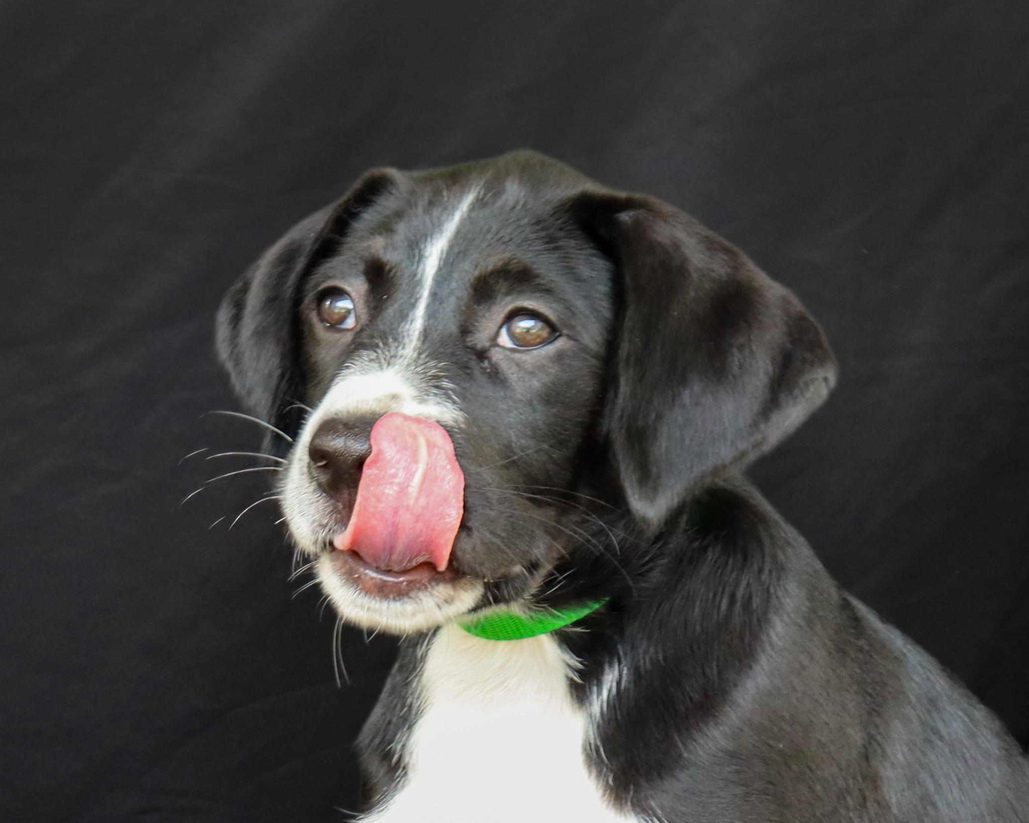 Enlarge Fluffy, a Adoptable mixed breed in Ocean Springs, MS image 3/5