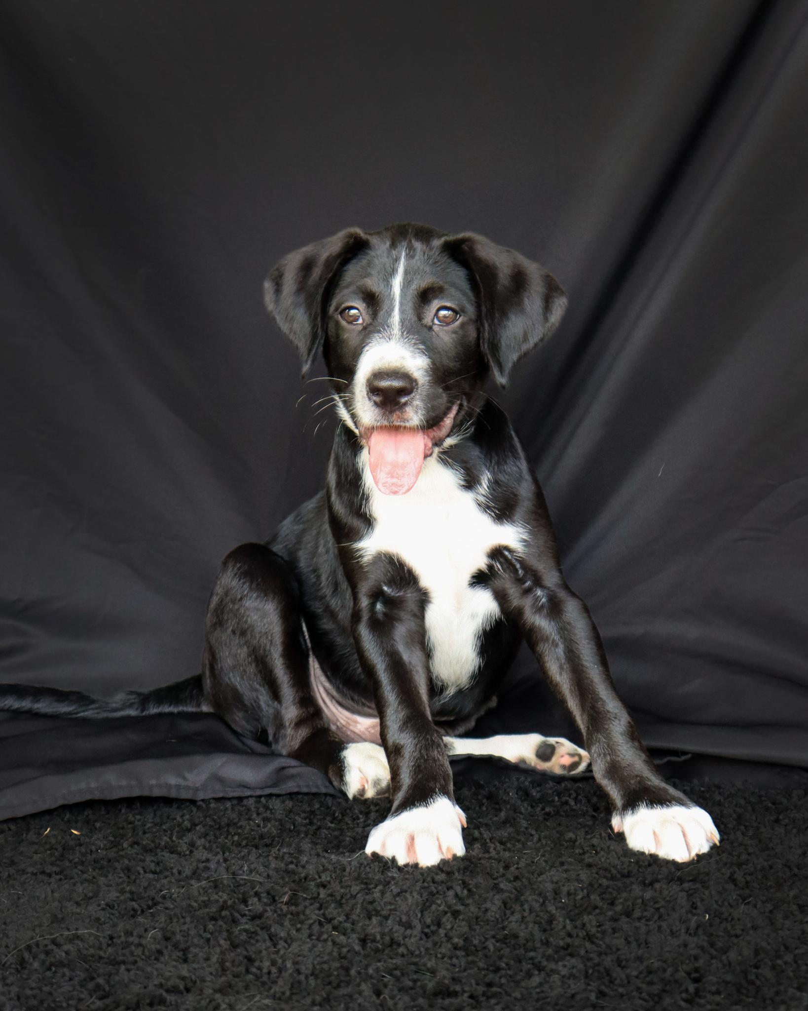 Enlarge Fluffy, a Adoptable mixed breed in Ocean Springs, MS image 2/5