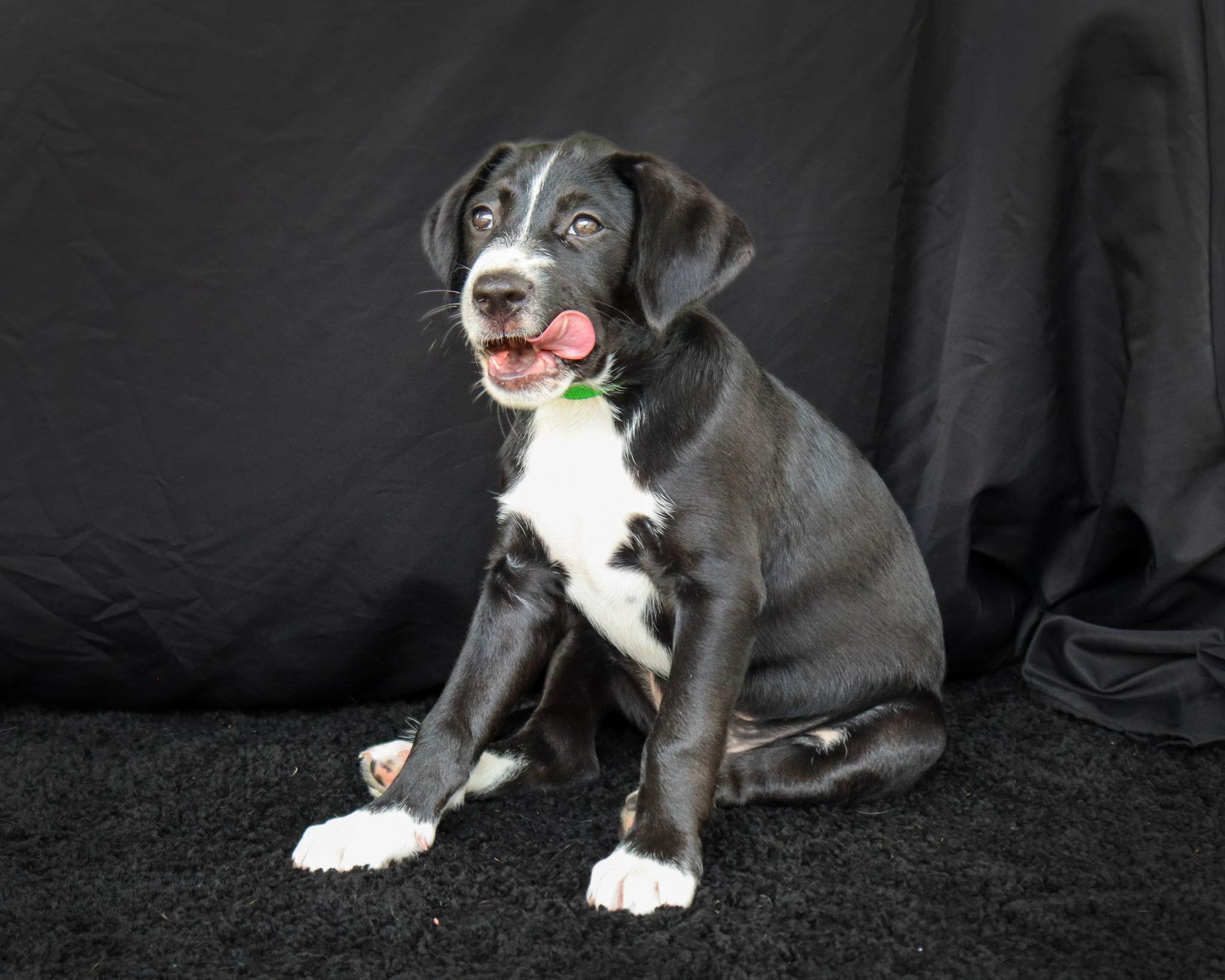 Enlarge Fluffy, a Adoptable mixed breed in Ocean Springs, MS image 4/5